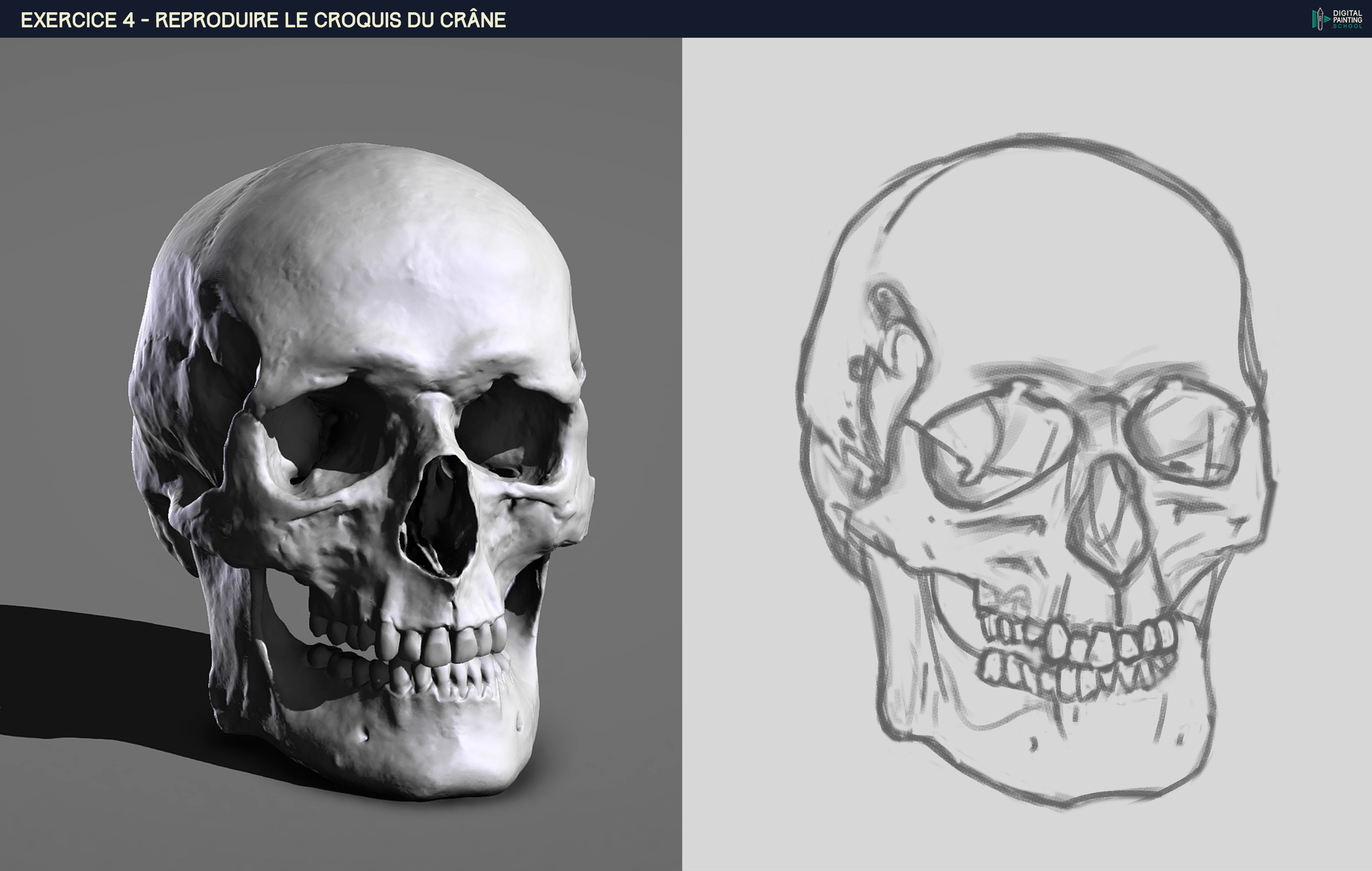 P1_Chap2_Exo-4 - Croquis du Crane par HaptoMai
