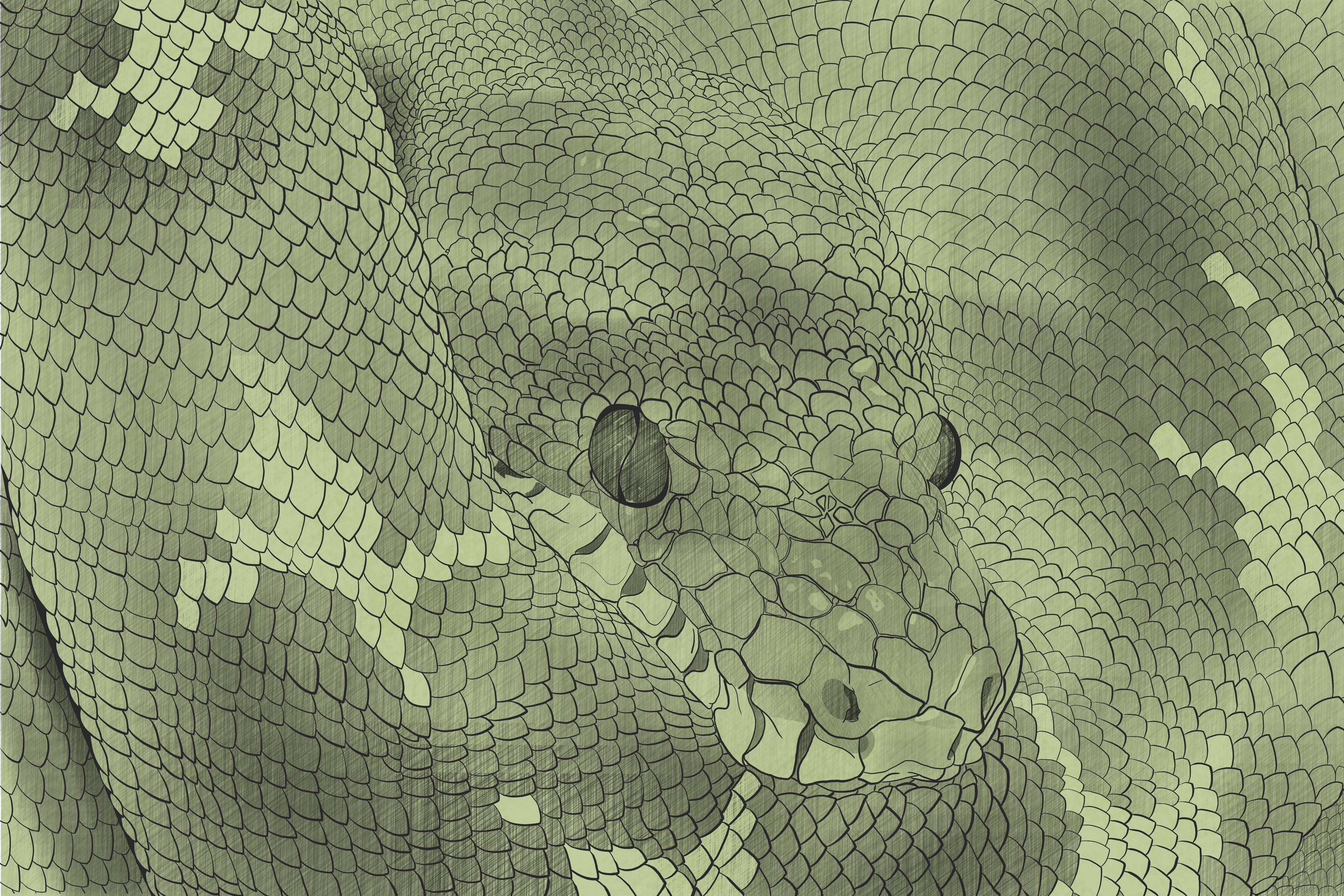 Croquis du Python par vinceinstudio