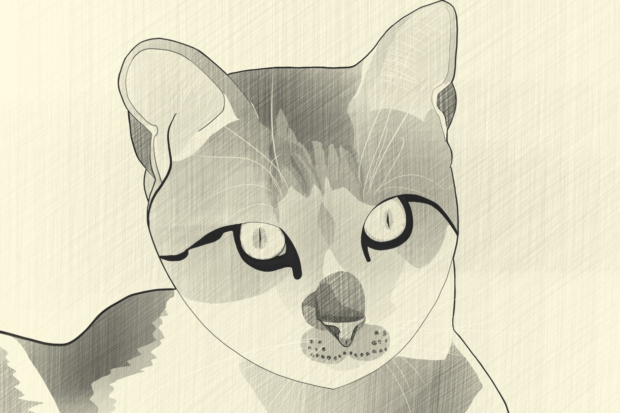 Le chaton par vinceinstudio