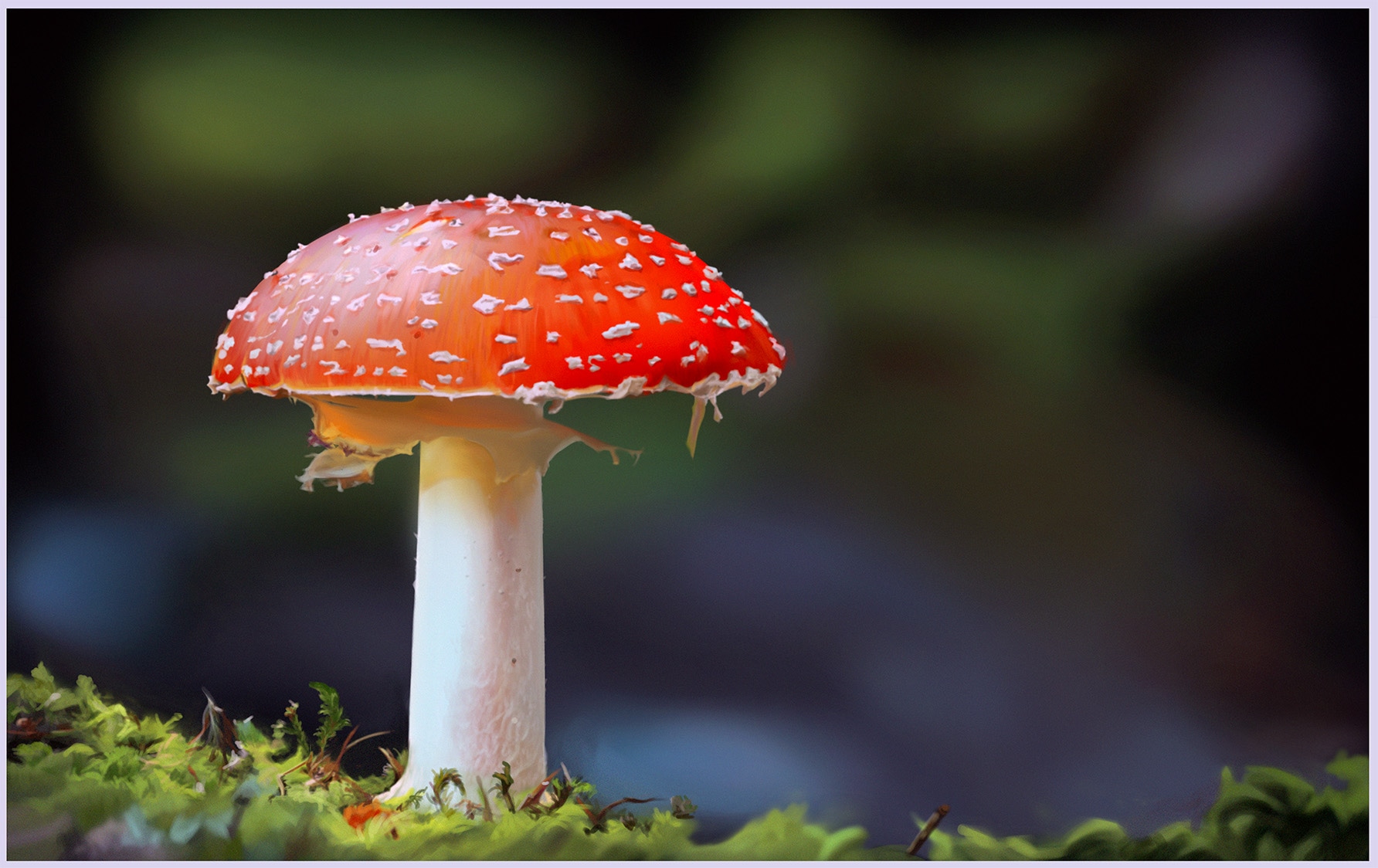 Sous champi par Echo