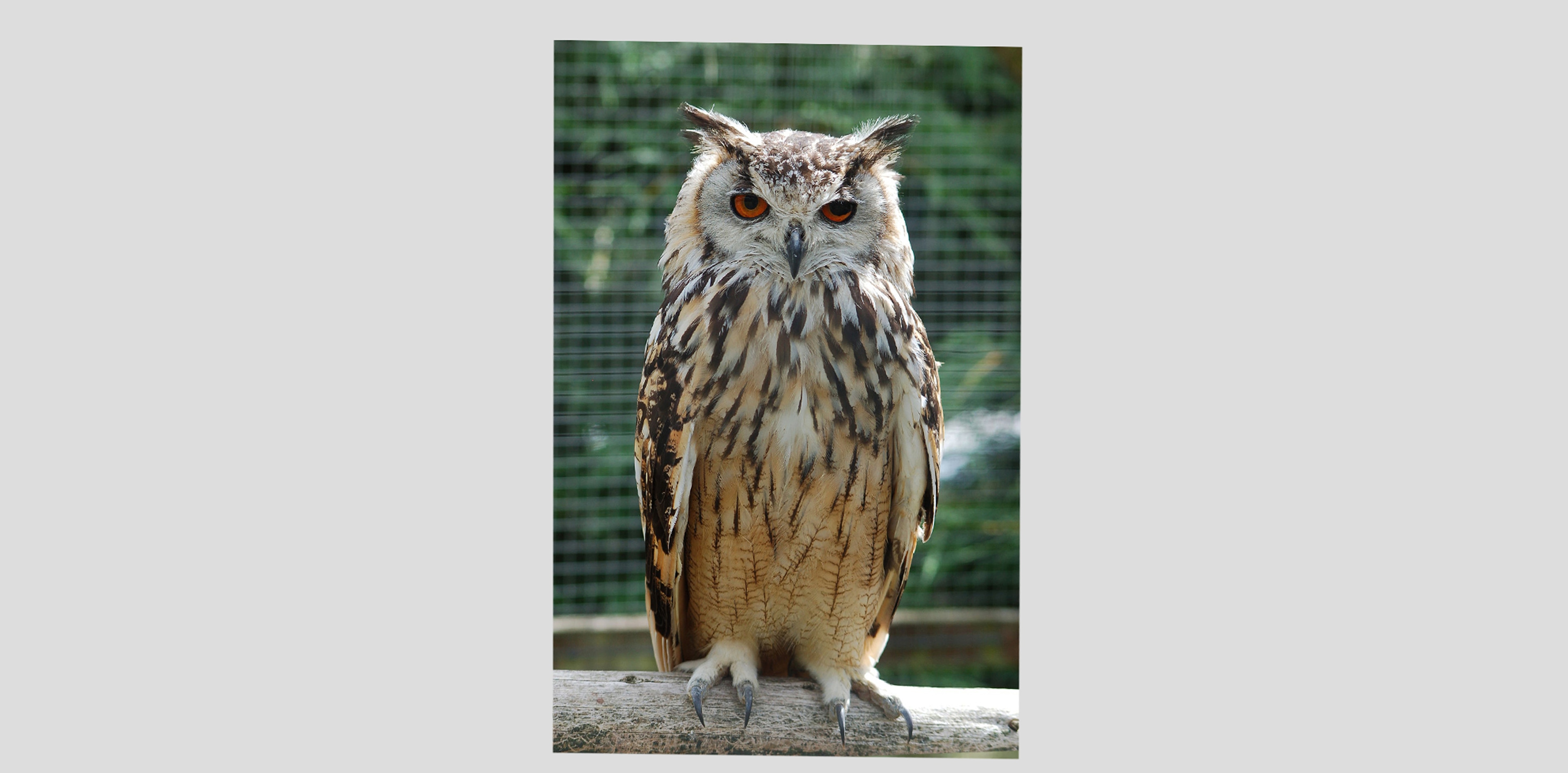 Exo partie 2 Stylisation hibou par D4rk_P3pito