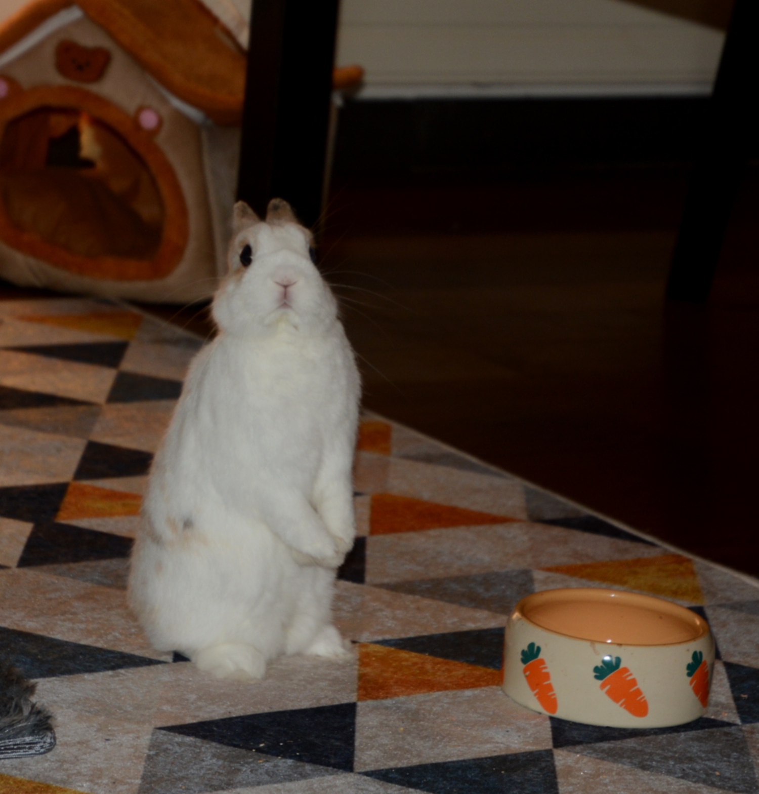 PARTIE 2 - CHAPITRE 8 - LAPIN FANTOME CHERCHE CARRRROOOOOTE par Lara Patouille