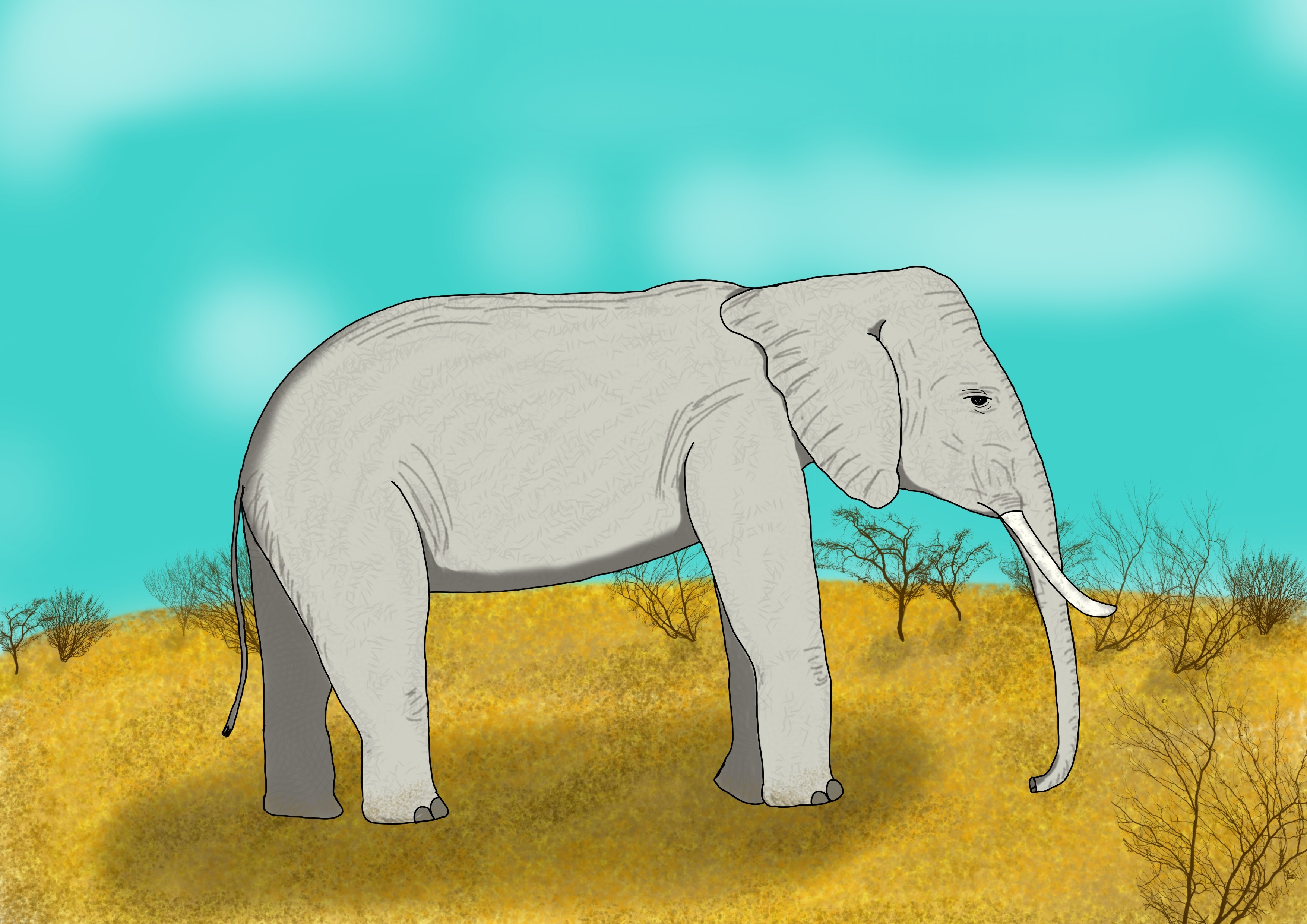 Éléphant : Premier dessin numérique par joh84