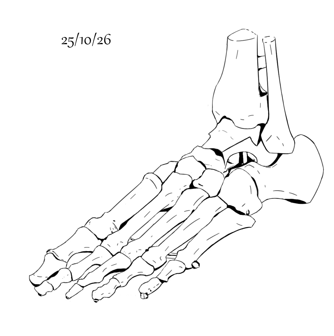 Croquis os du pied par DylanFaliguerho