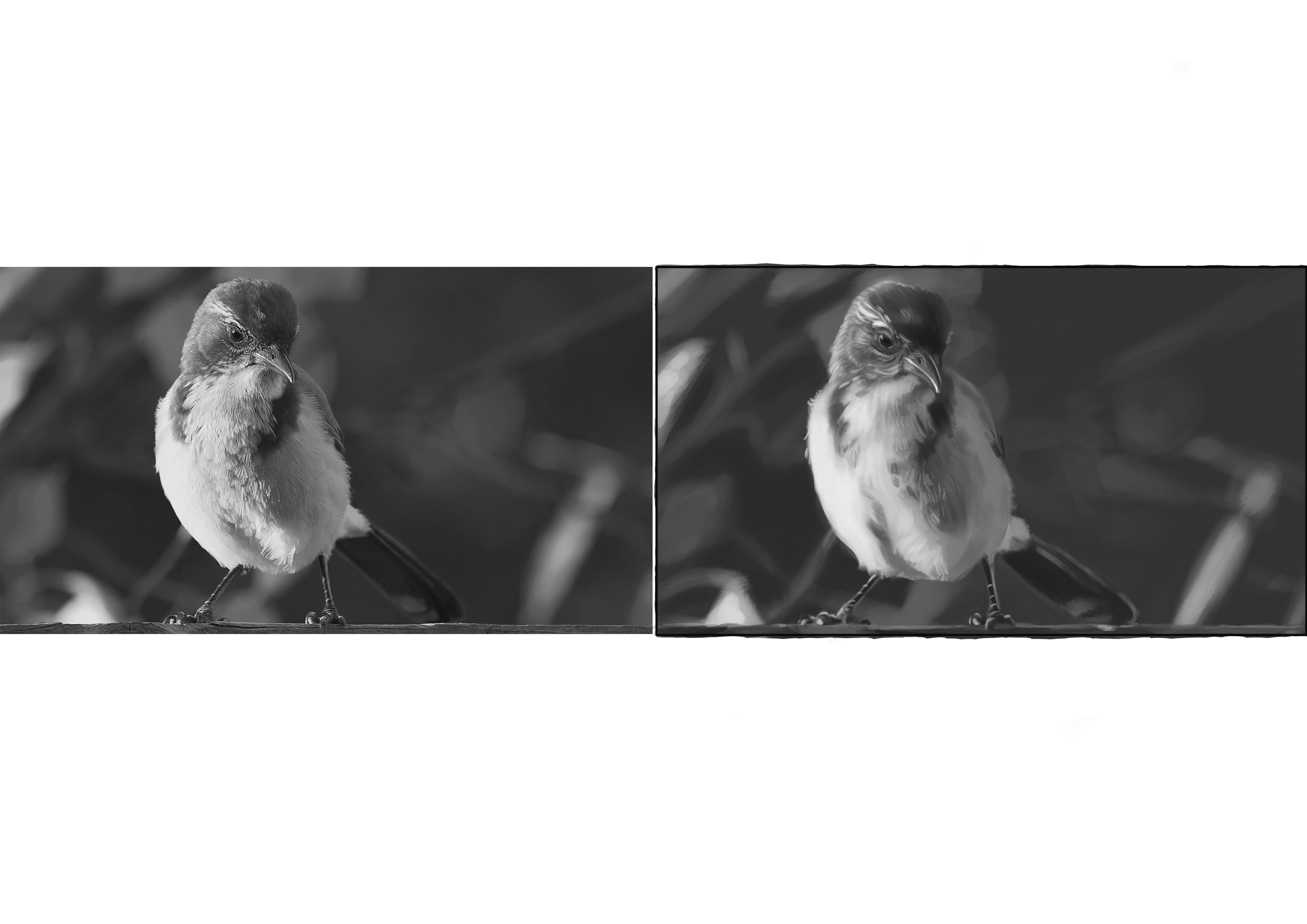 Etudes en niveaux de gris par coz_art