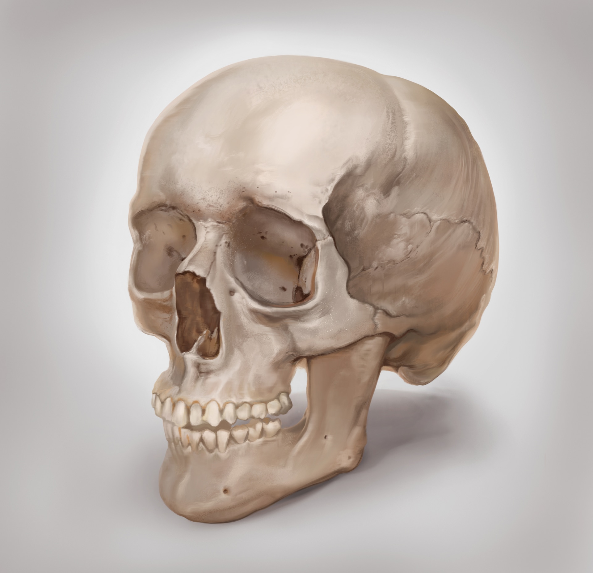 Etude crâne skull sketcher par reglisse90