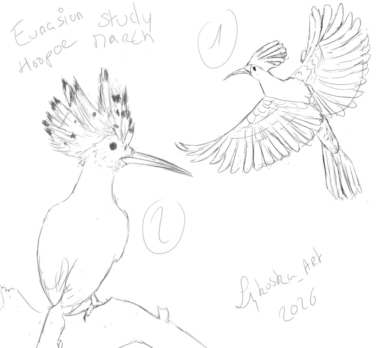 Exo mensuel du mois de mars 2026 par lykoska