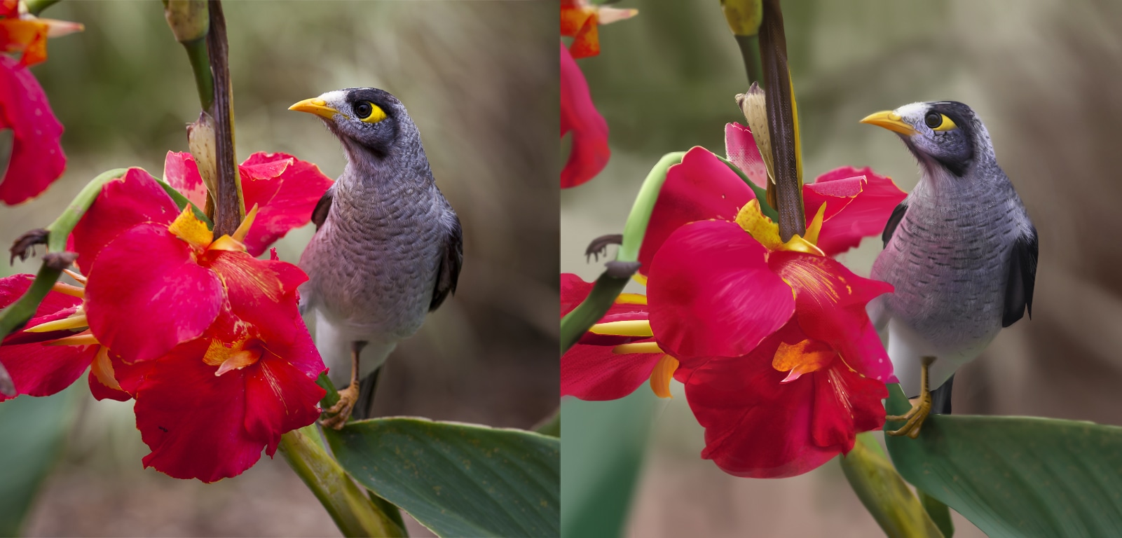 Partie 1 - Chapitre 5 - Exercice 4  études de lumière (oiseau) par FloYuki