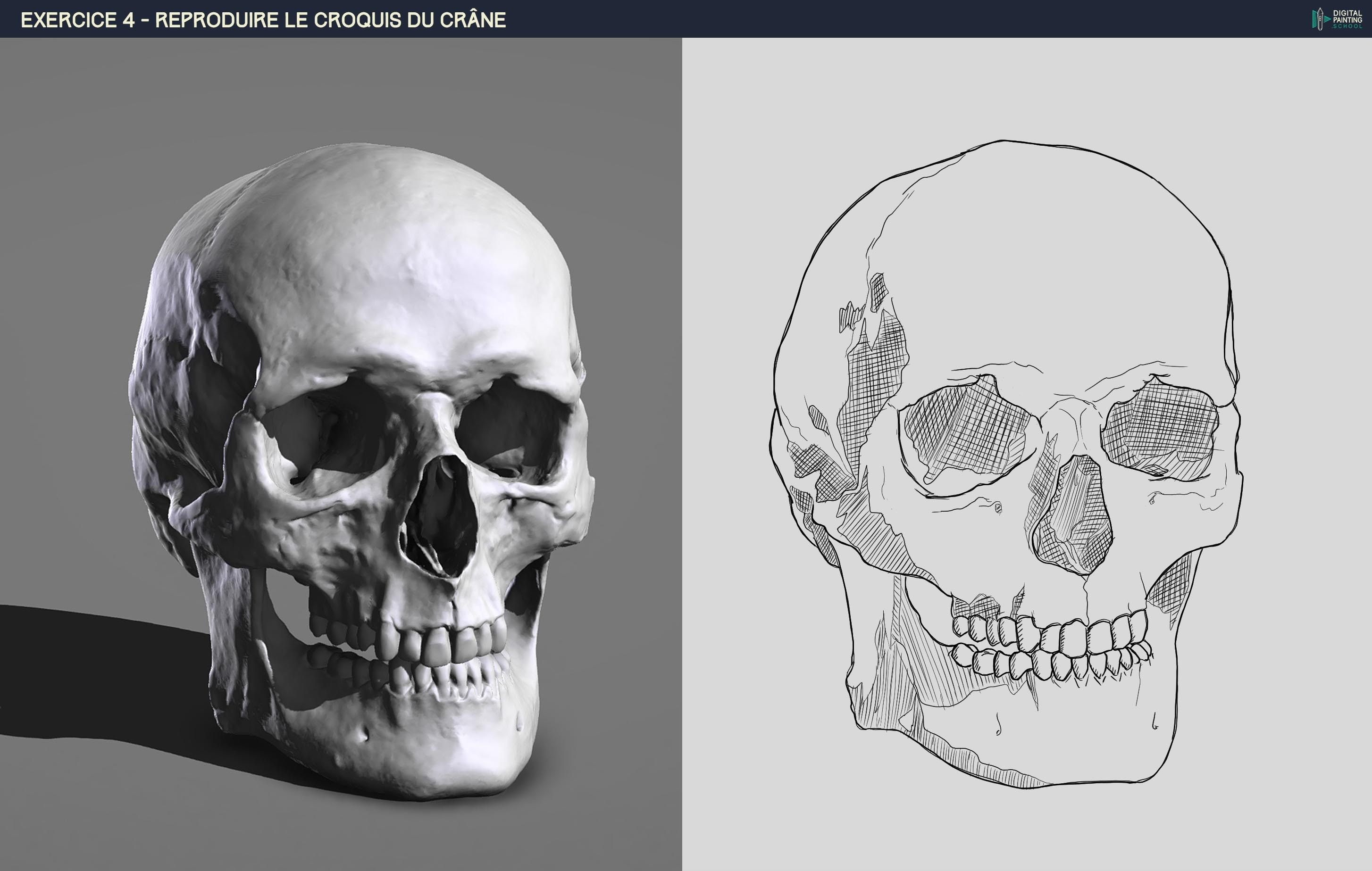 ex 4 croquis crâne par Ben Broceli