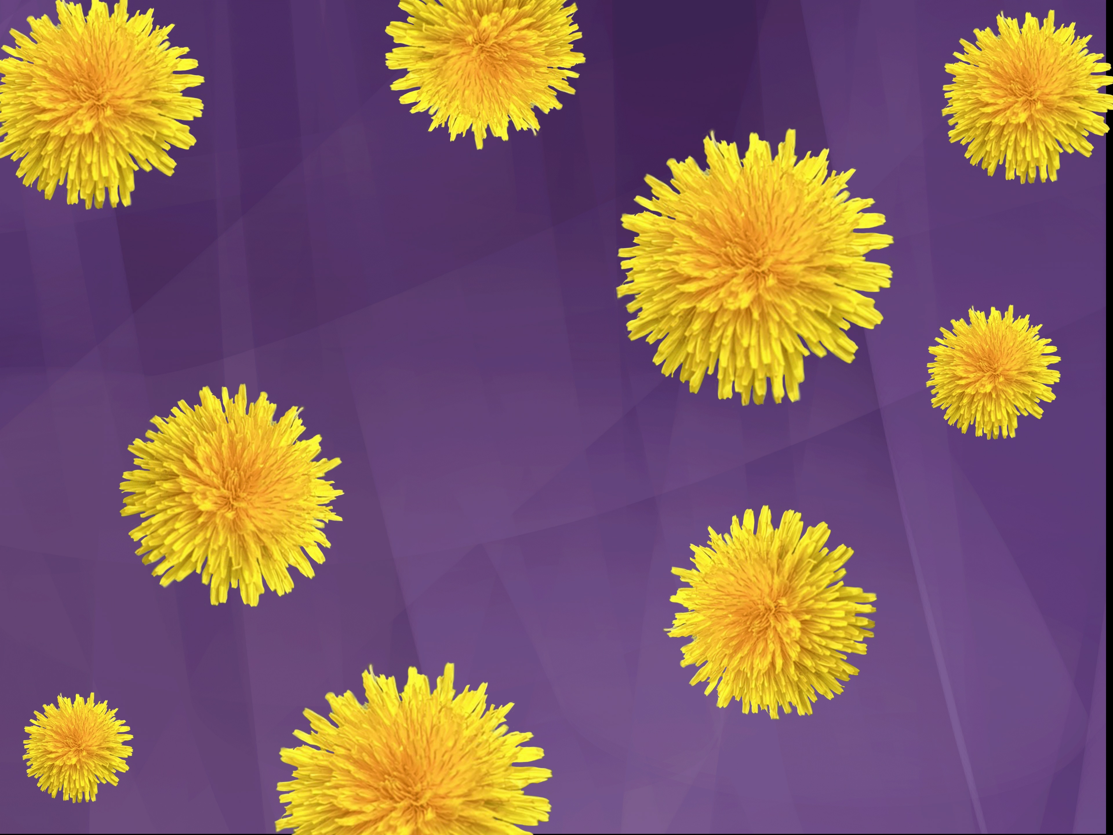 Fleurs par alex domino