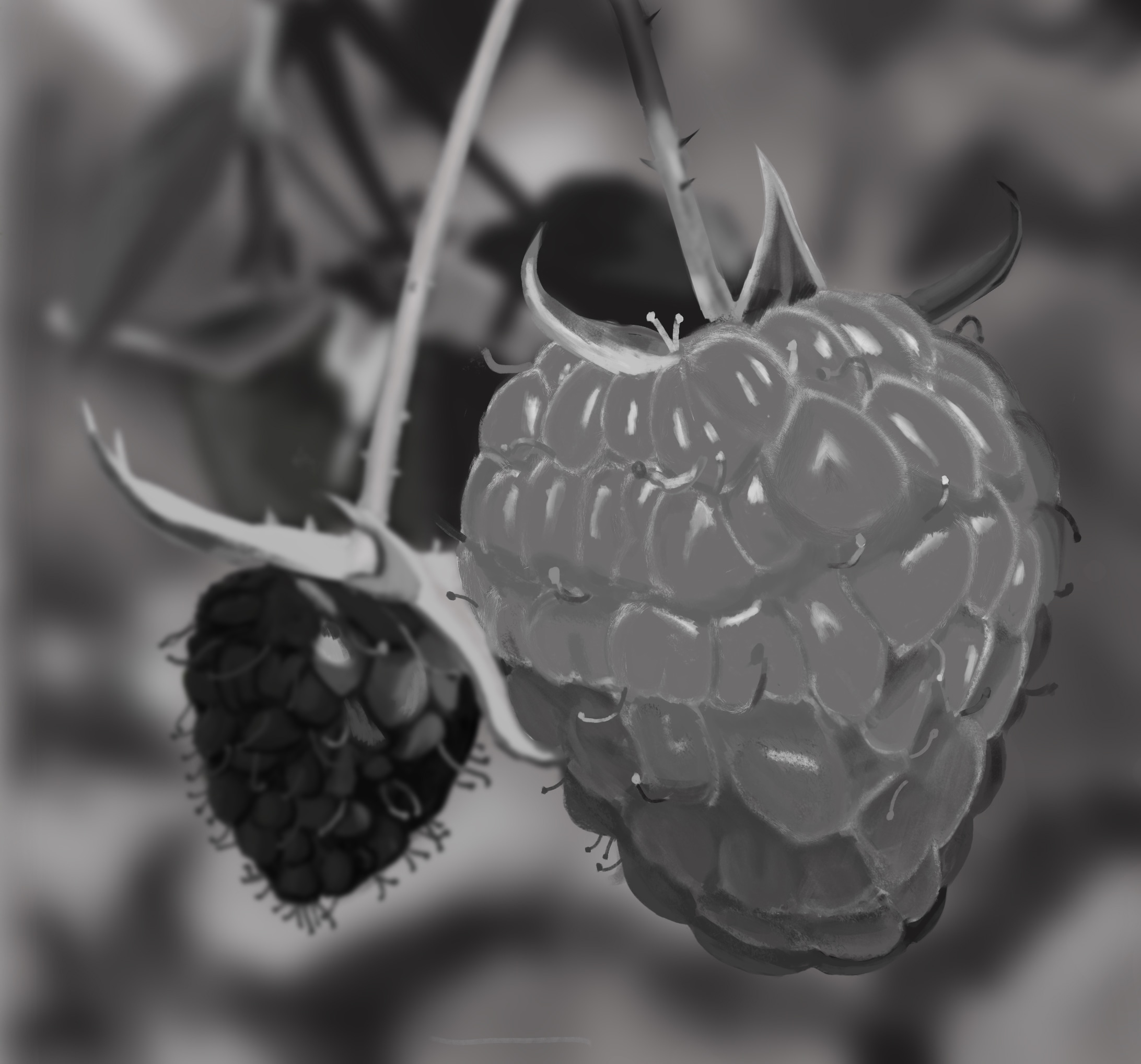 Framboises en valeurs de gris par Alban Epiphane