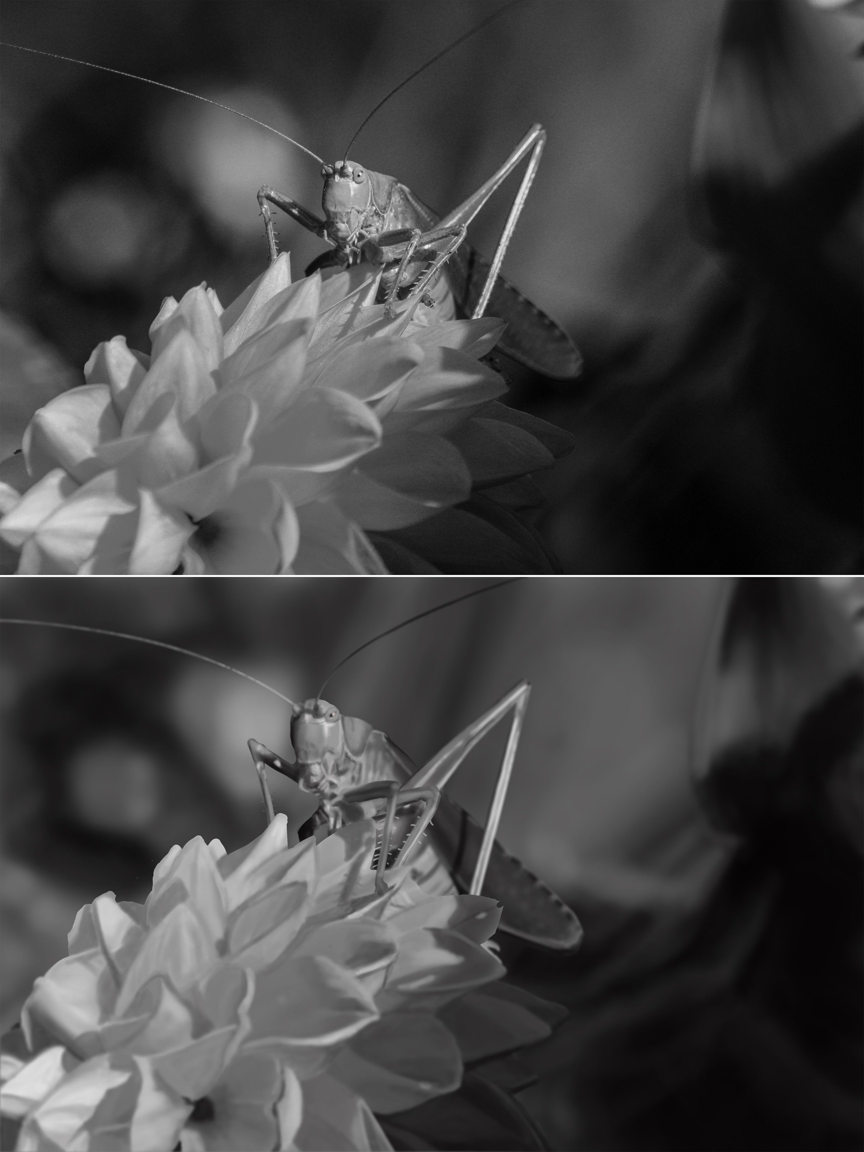 Exercice 1 - Chapitre 4 - Montagne, framboise et sauterelle par Arka