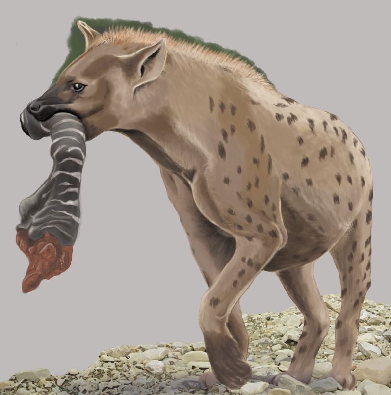 Hyène des cavernes par lievredemars