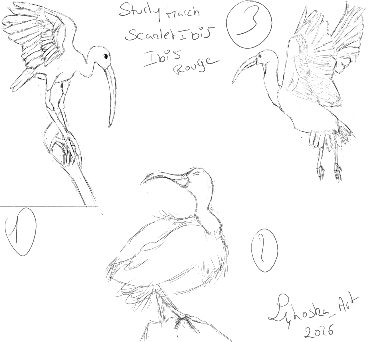 Exo mensuel du mois de mars 2026 par lykoska