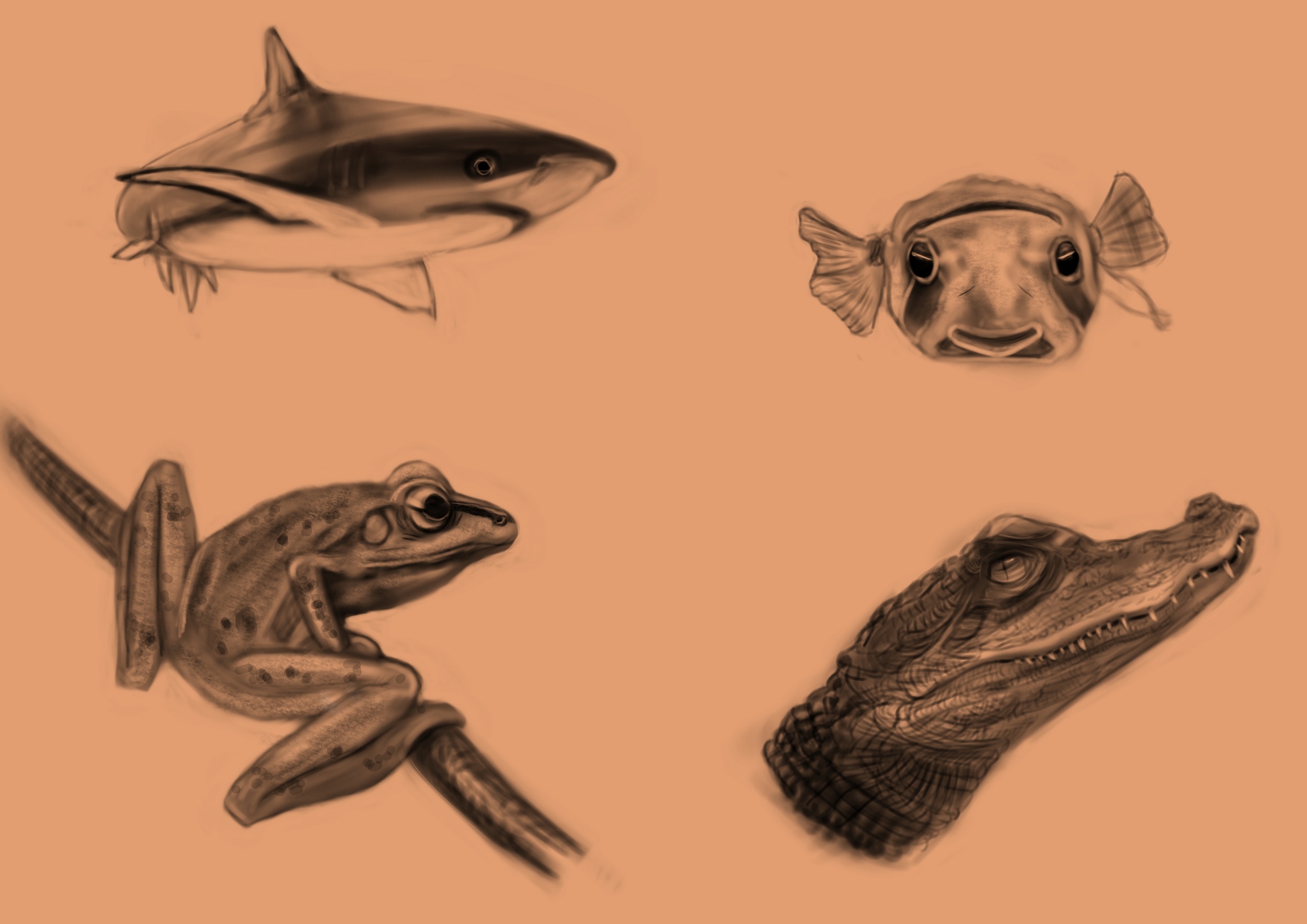 Défi de Mars 2026 : Anatomie Animalière par starman
