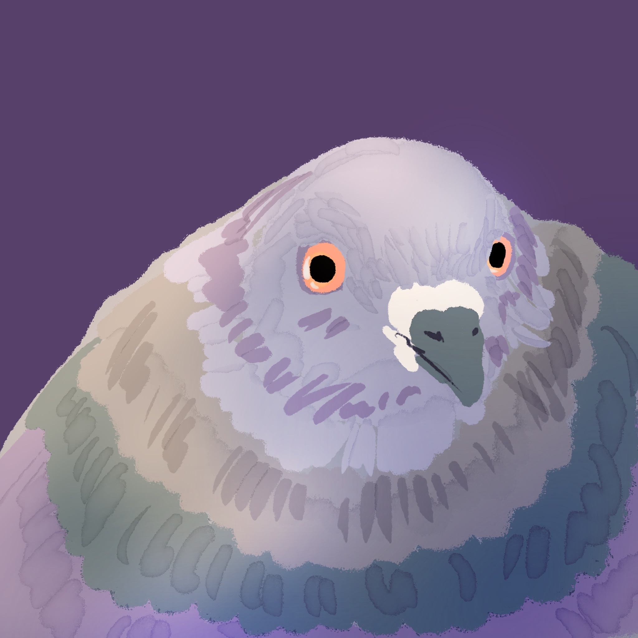 Les pigeons par Camalunette