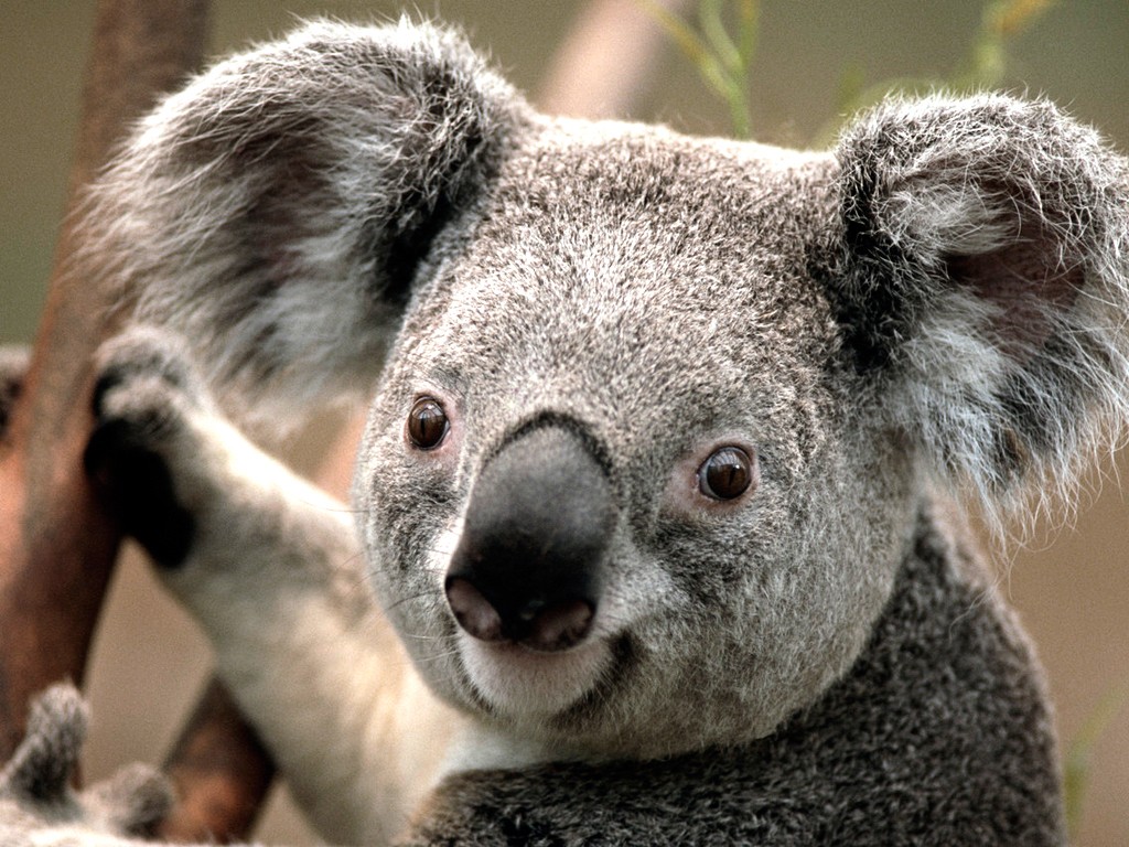Koala par HomeKidsconnection