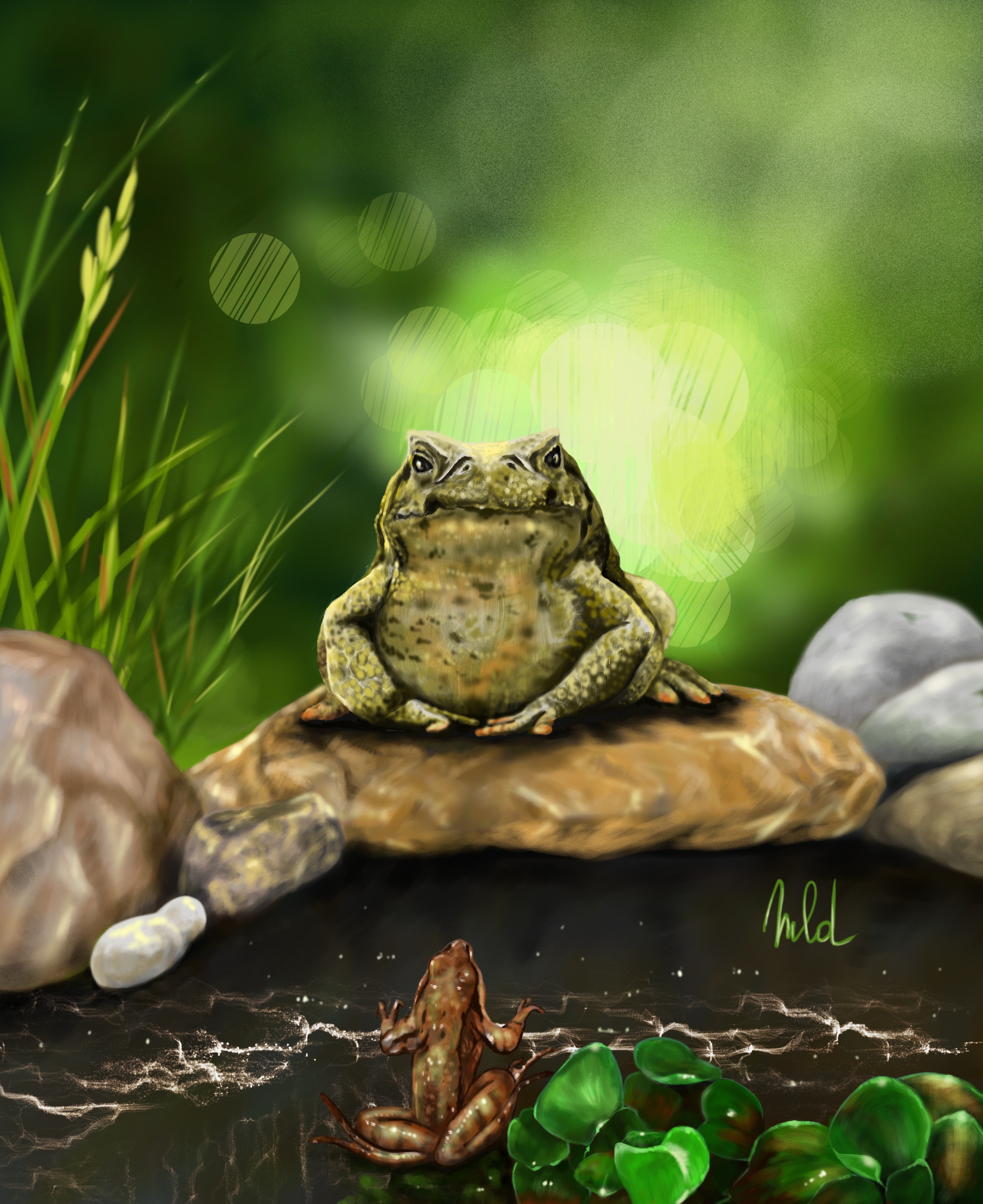 Bufo le crapaud par MLD