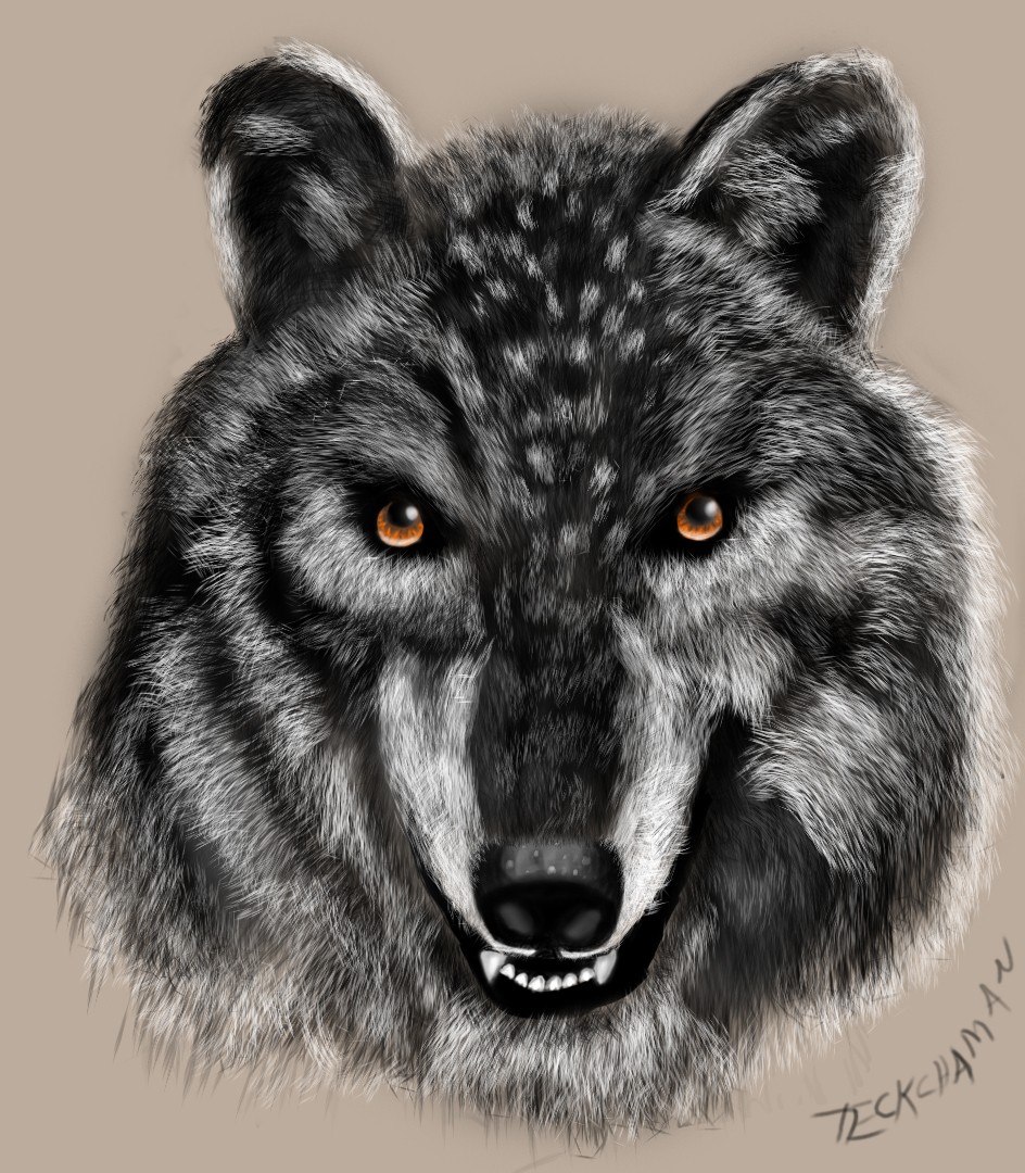 loup portrait 2 par teckchaman