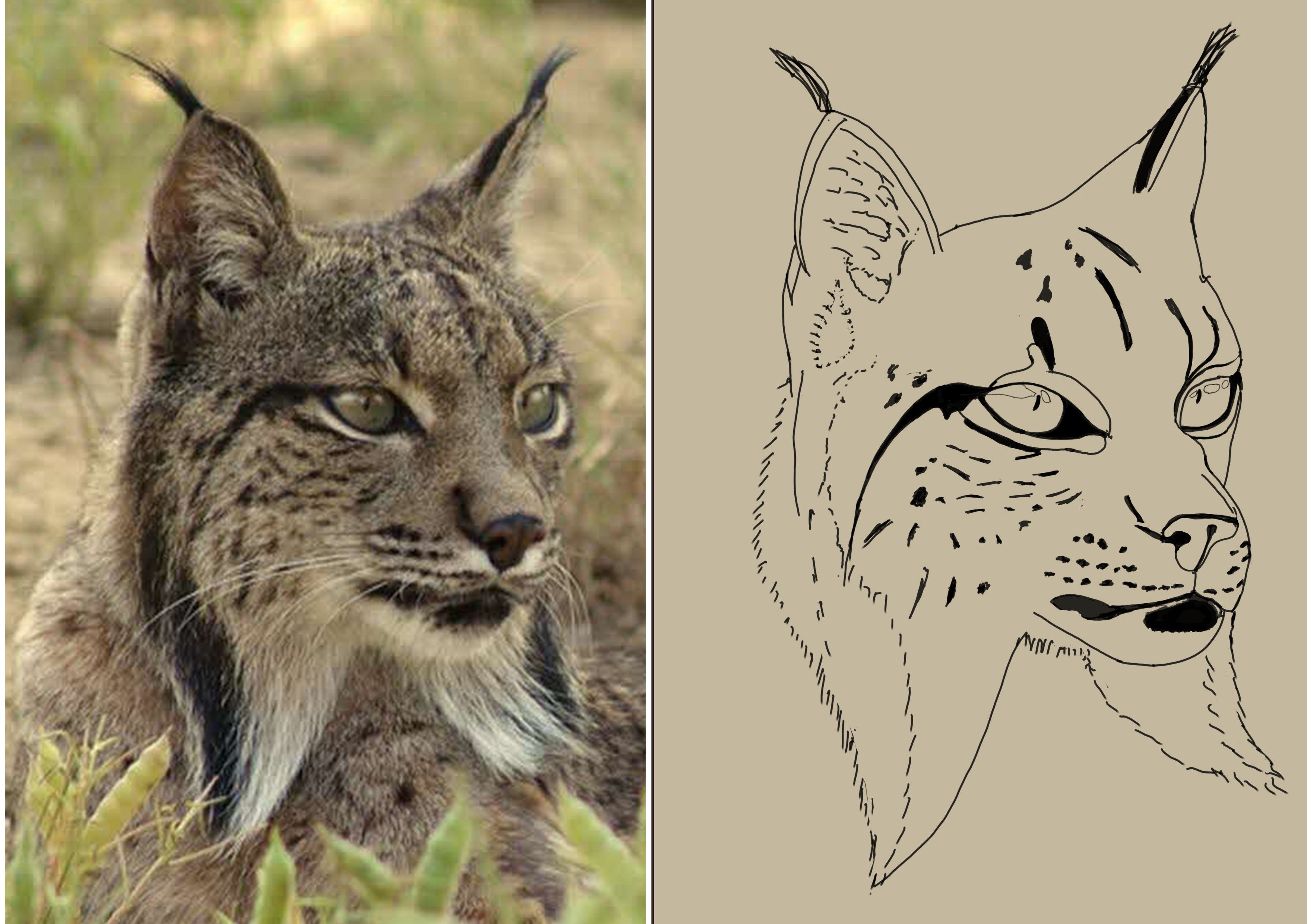 lynx par teckchaman