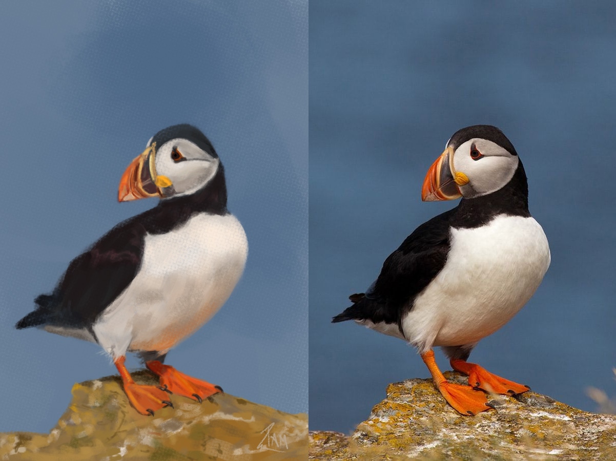 Etude des valeurs - Macareux Moine par Paméthyste