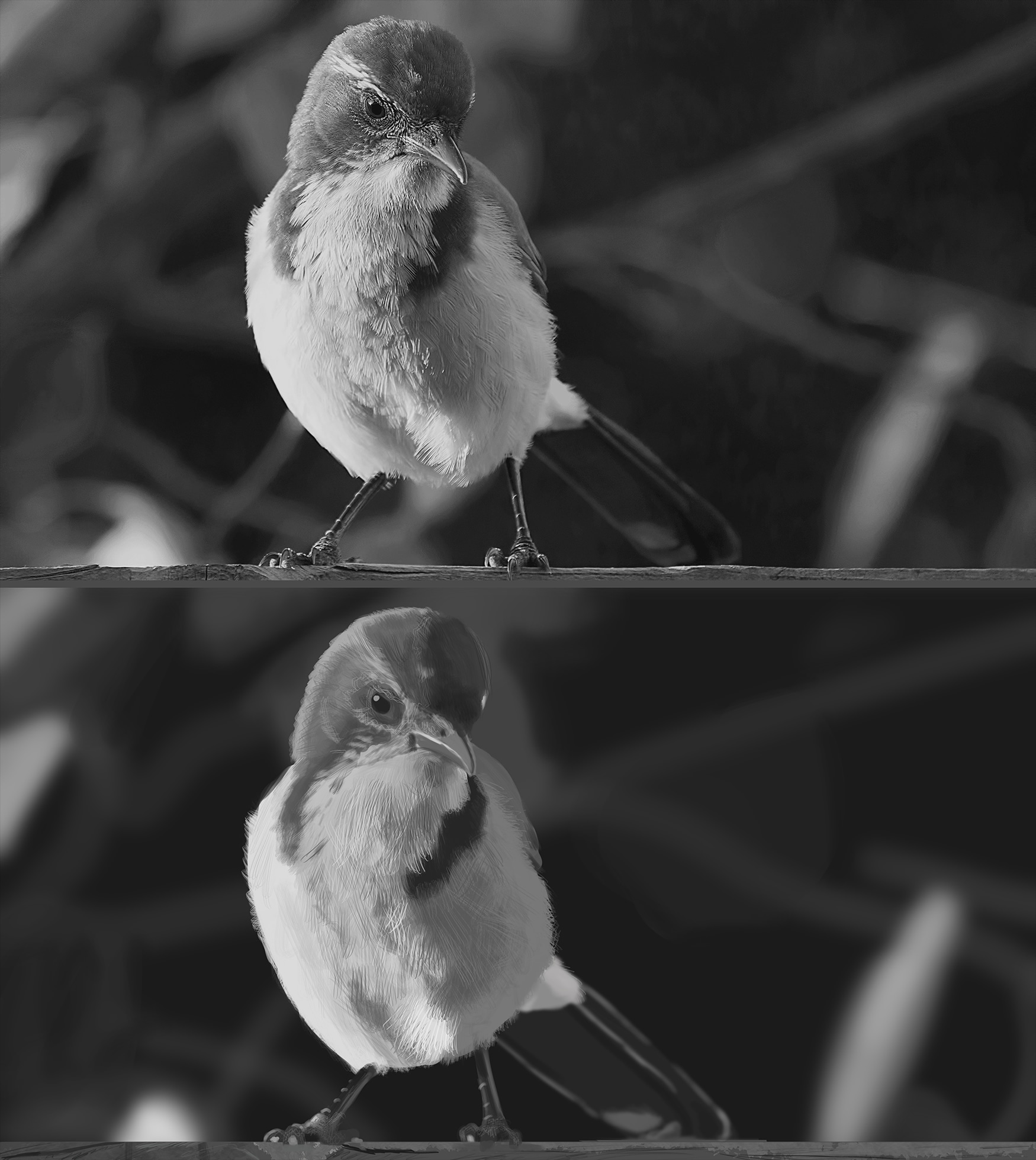 P1-C4-E1 : L'oiseau par RocketRiiku