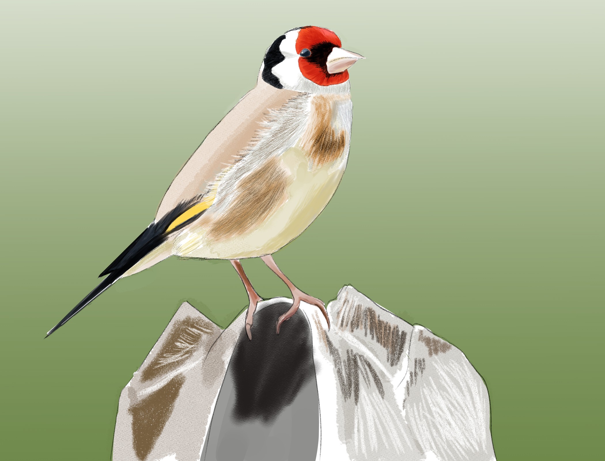 Oiseau race Charbonnet par WadKab21