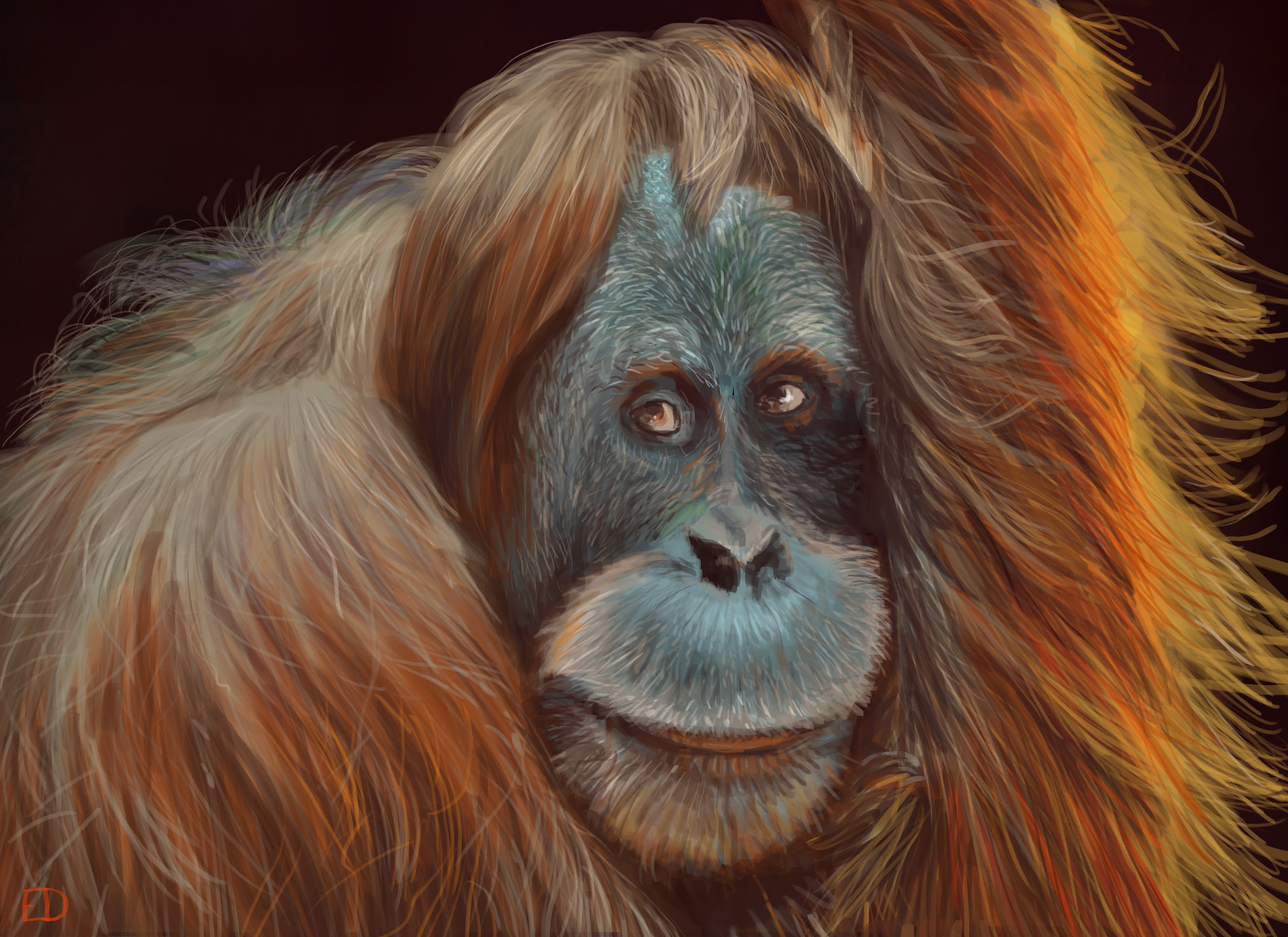 Orang Outang par Eric