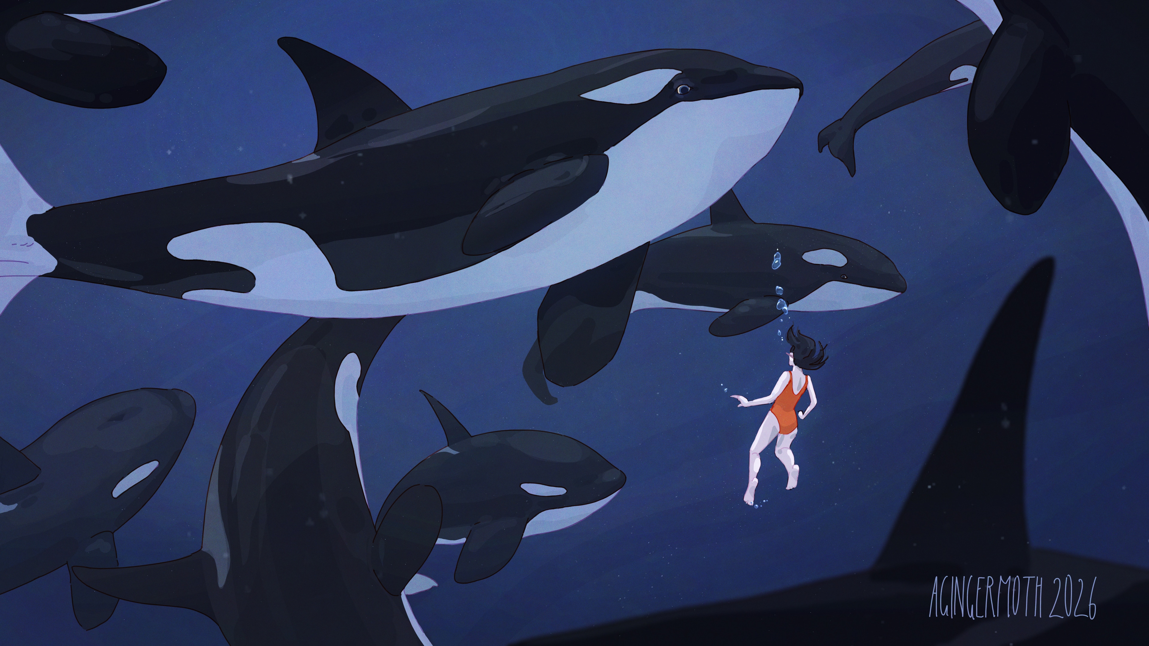 Orcas par agingermoth