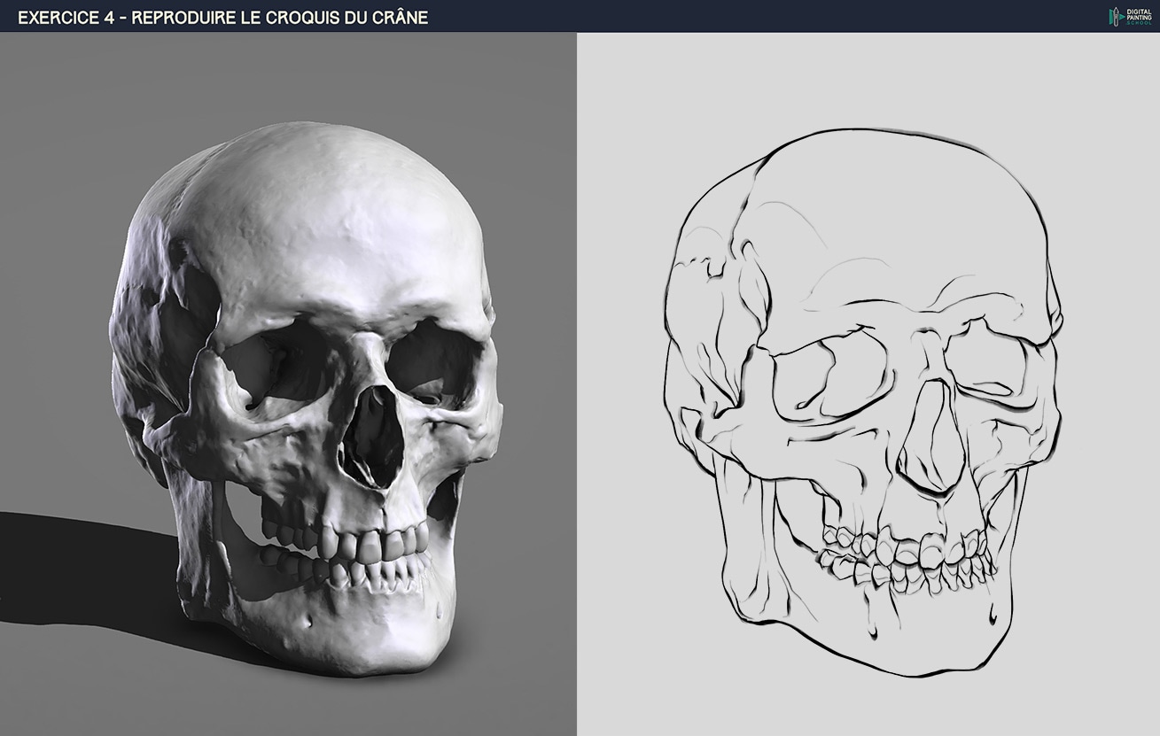 P1 - CH2 - Ex 3 : Crâne par Chaber