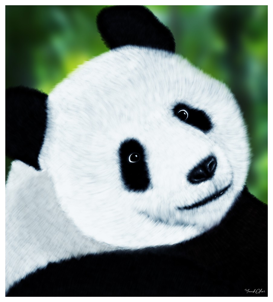 Panda Life par Kinay