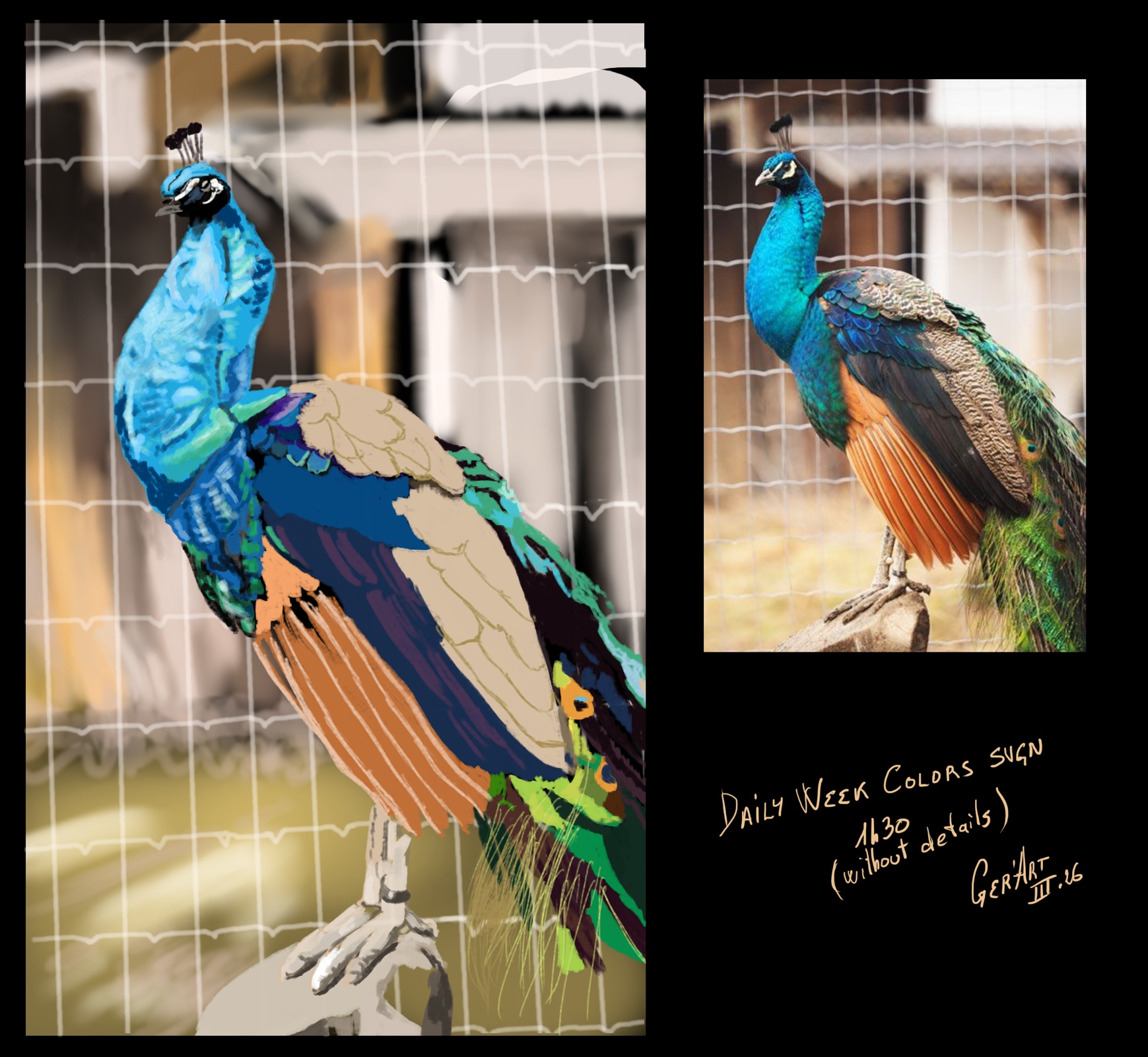 daily week paon couleurs par djeidjei