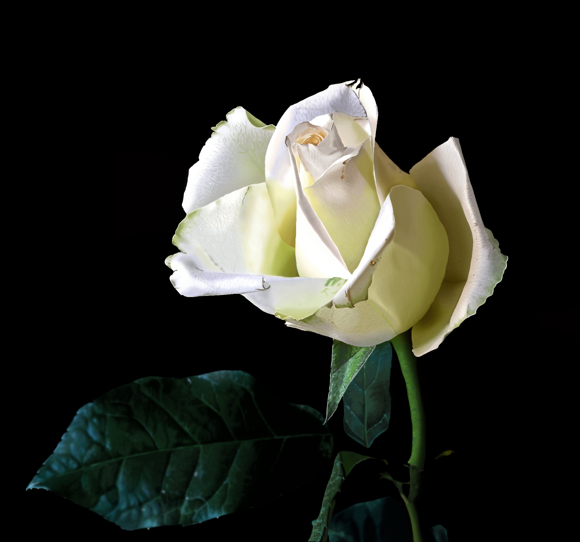 chapitre 1 exercice 3 la rose par Jenny60