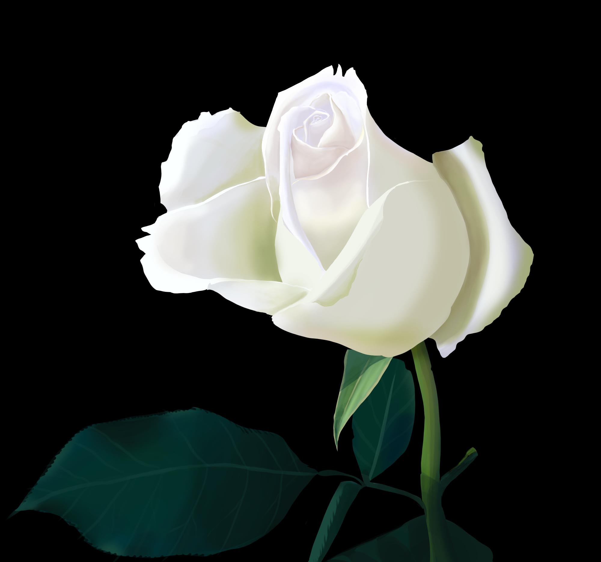 Rose par LAM