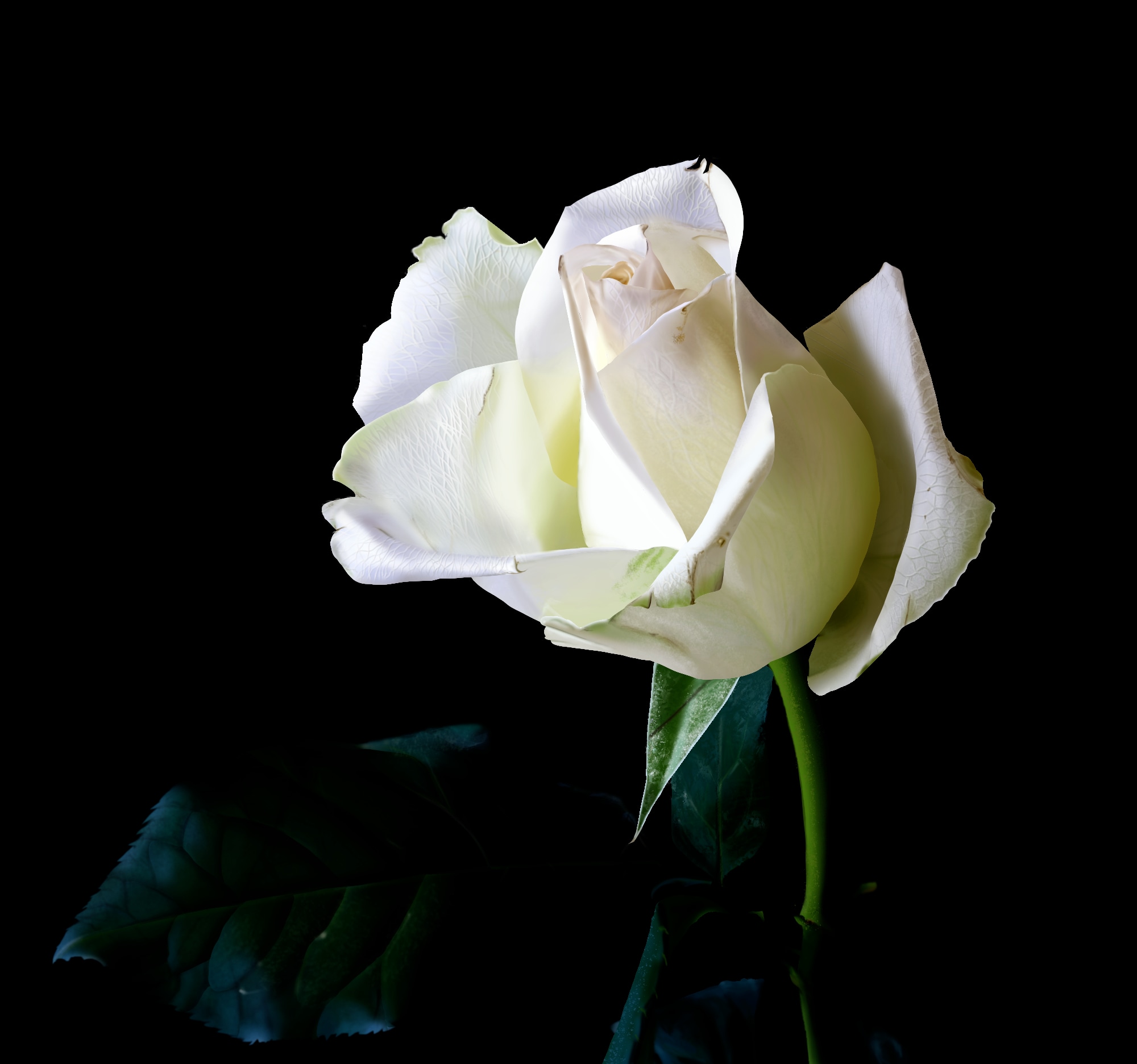 P1_Chap1_Exo3 - La Rose par HaptoMai