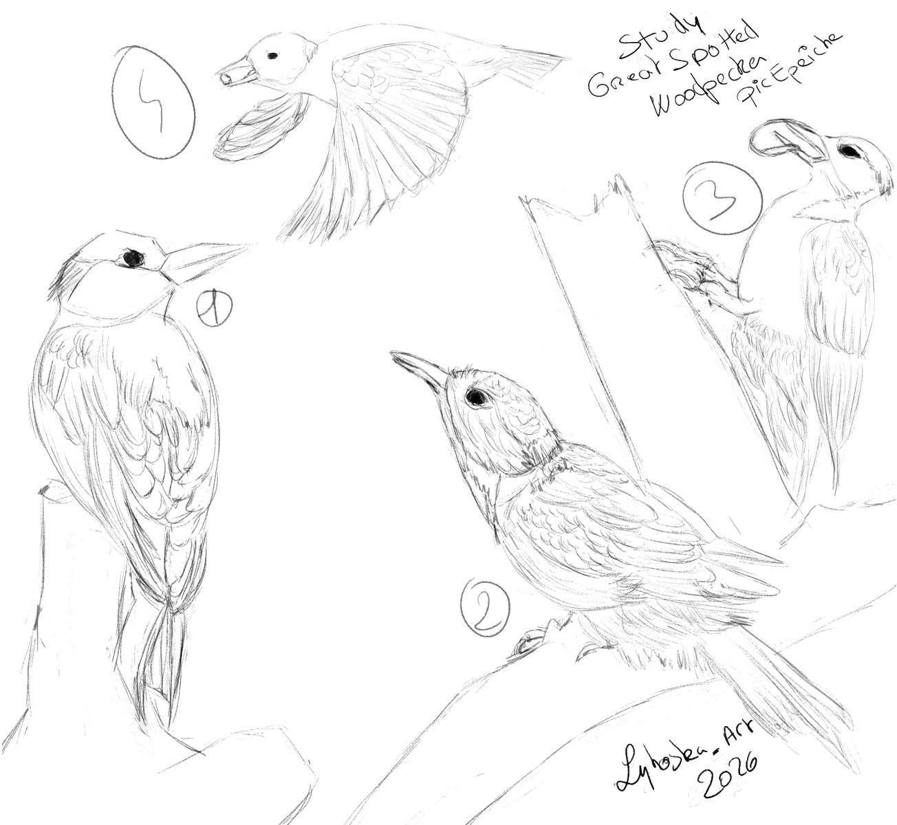 Exo mensuel du mois de mars 2026 par lykoska