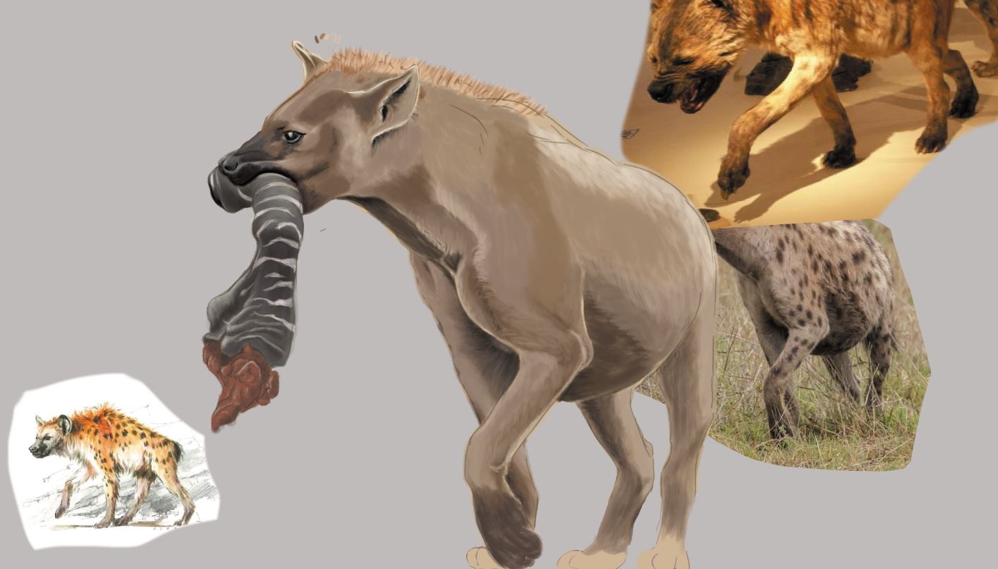 Hyène des cavernes par lievredemars