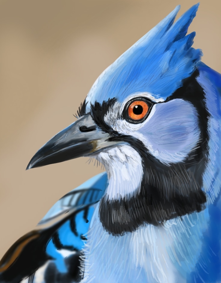 Etude oiseau bleu par Oroshin