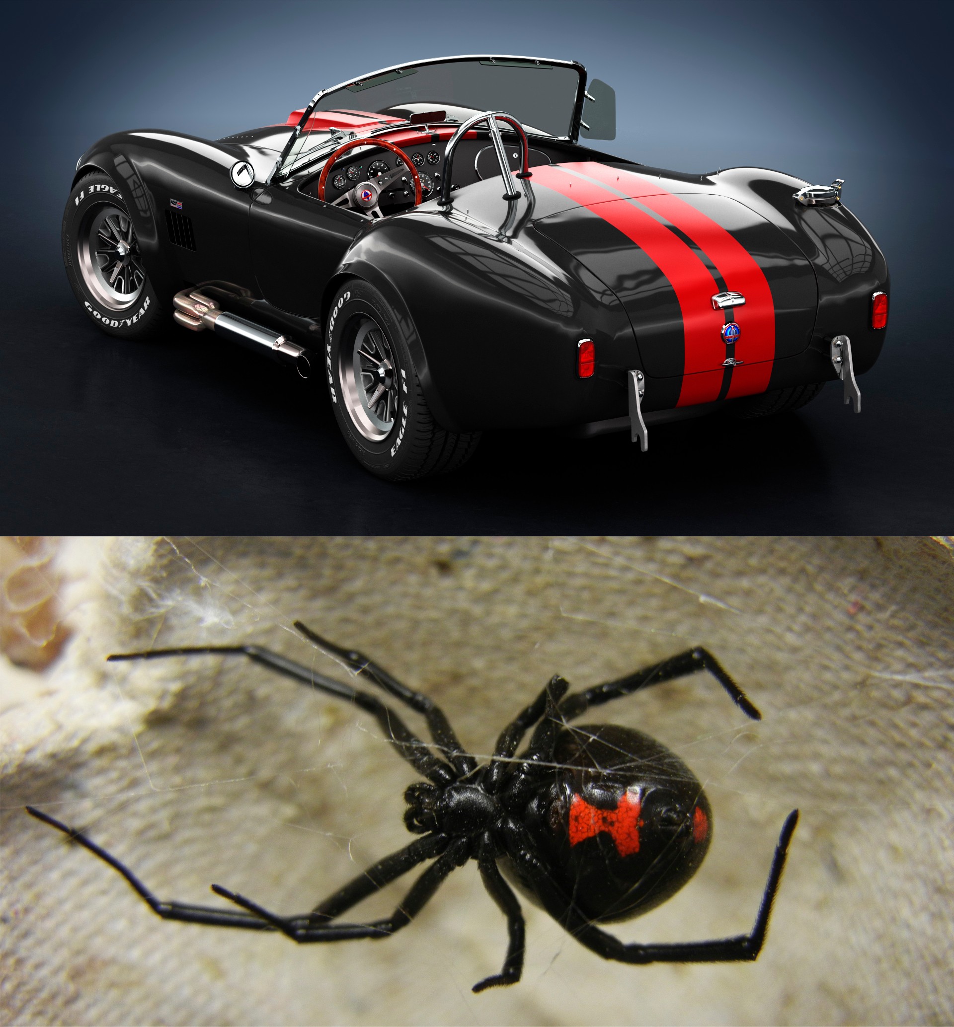 YELLOWKORNER SERIE V - THE BLACK WIDOW par angelesteban