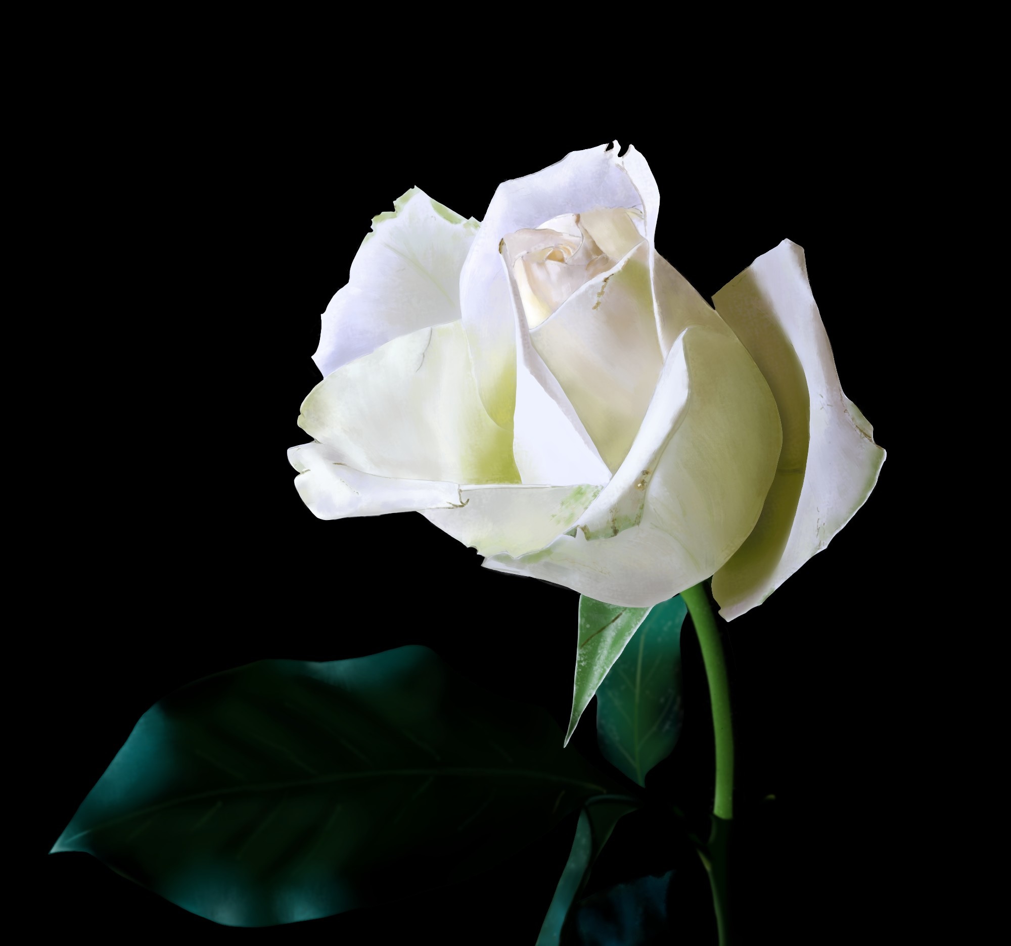 Rose par Alata