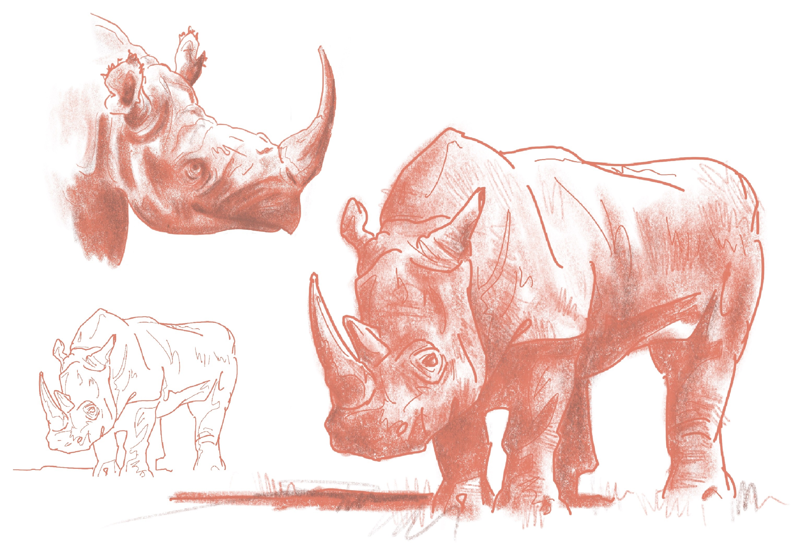 Rhino par Arno