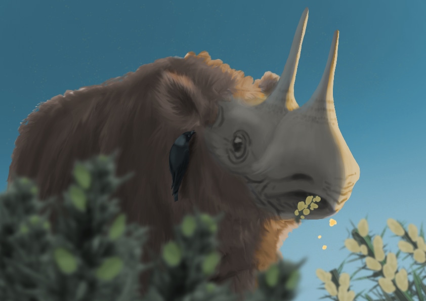 Ajonc en fleur brouté par un rhinocéros de Merck par quinkana
