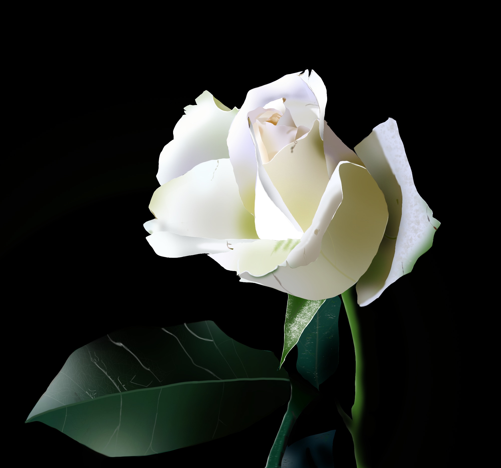Rose blanche ( Exercice Chap 1 ) par volten