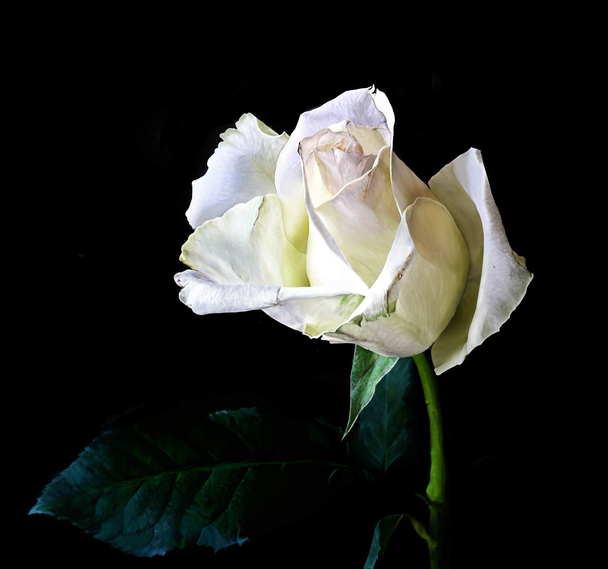 ROSE EX 3 par joss31