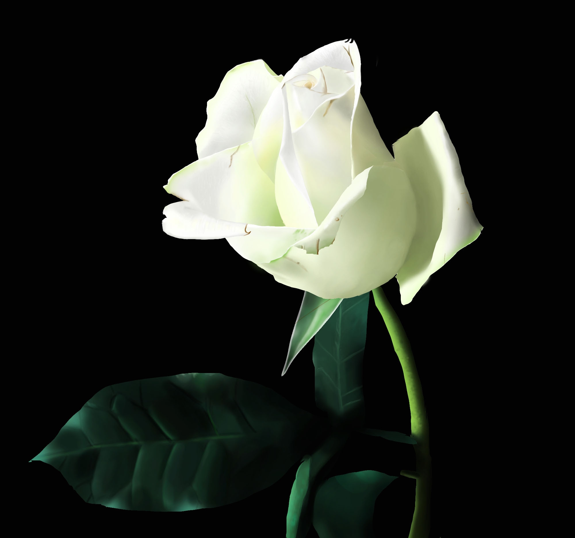 ch1 - lasso : rose par glabouski