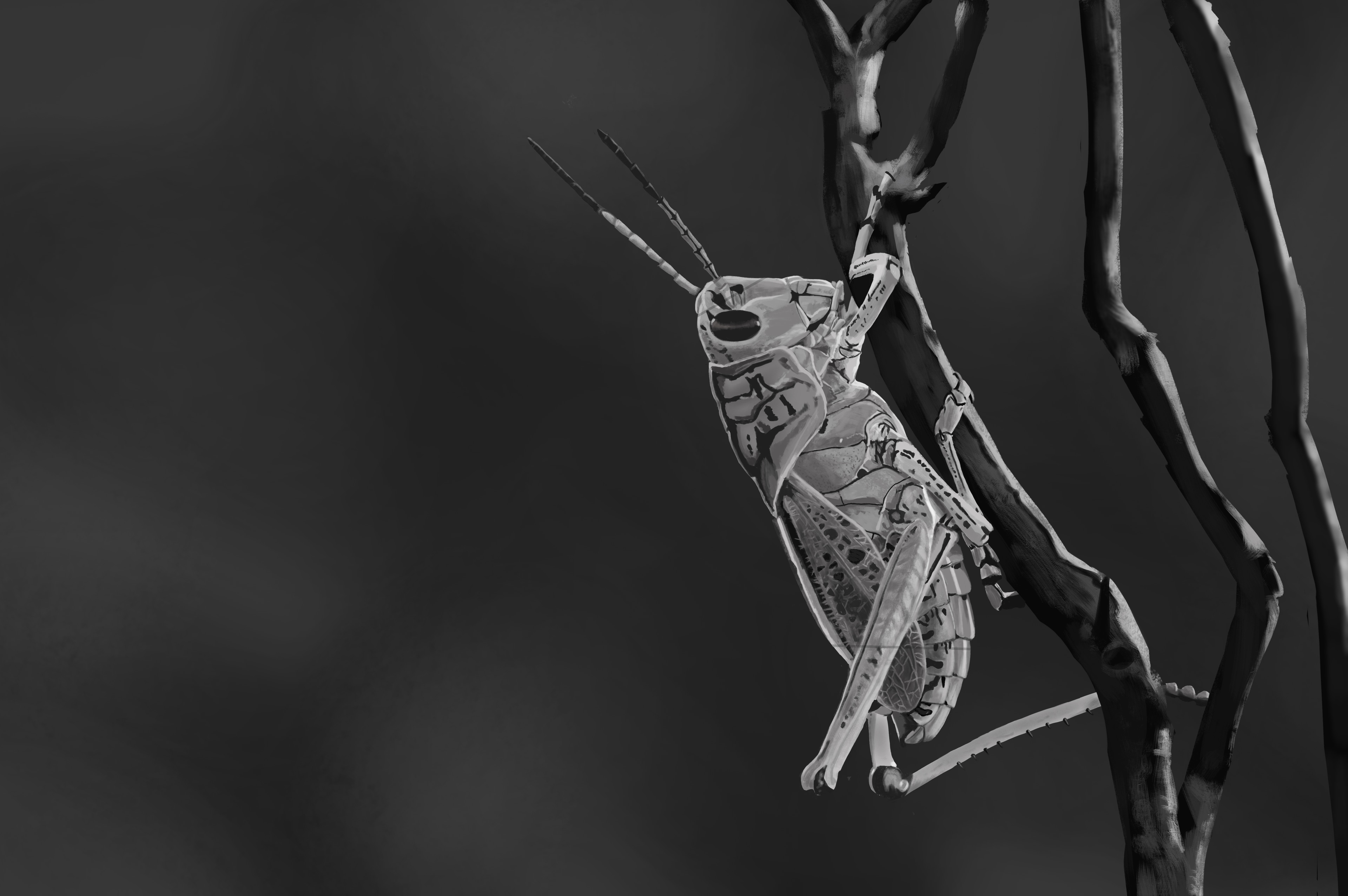 Sauterelle en valeurs de gris toujours ! =) par Alban Epiphane