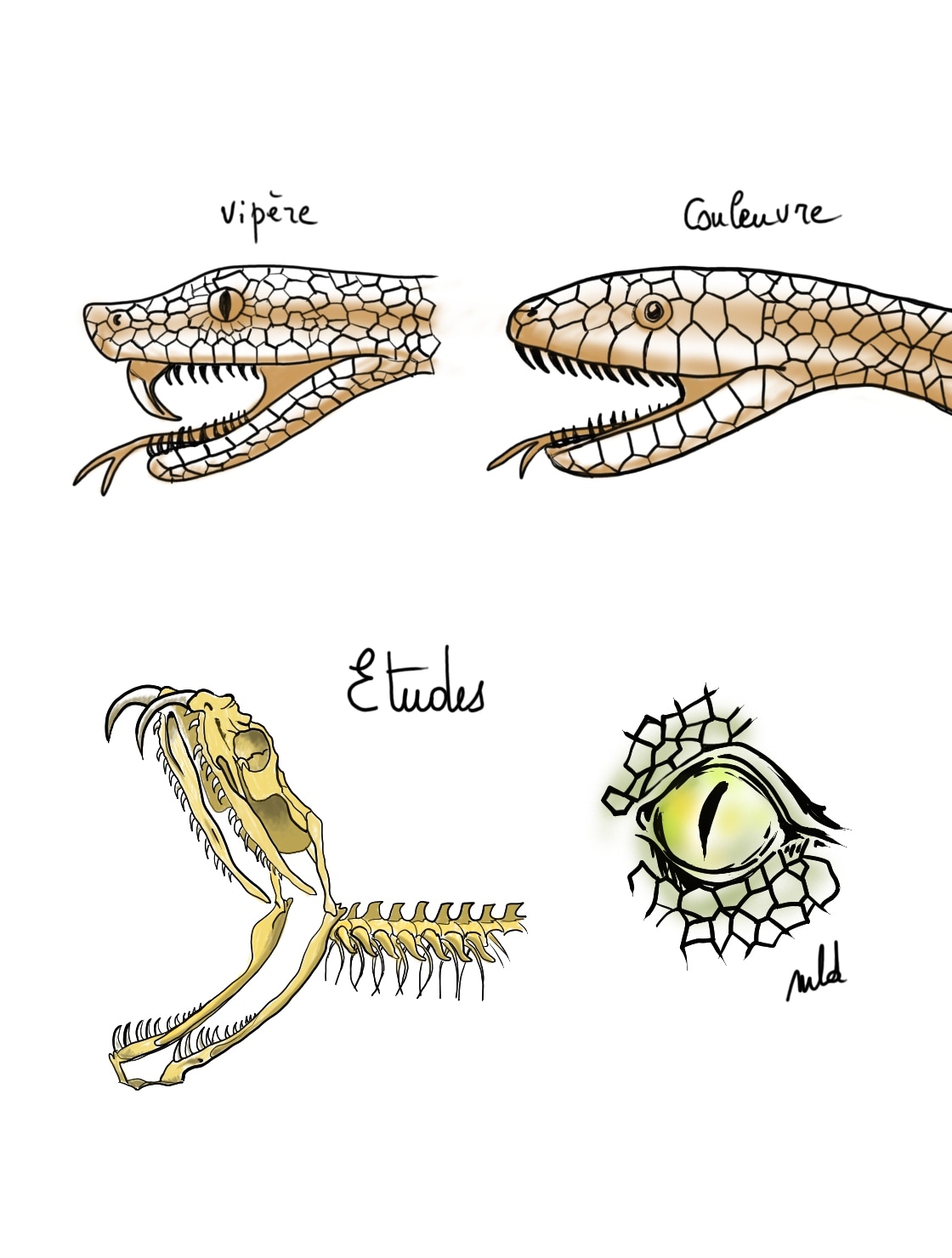 Le monde animal par MLD