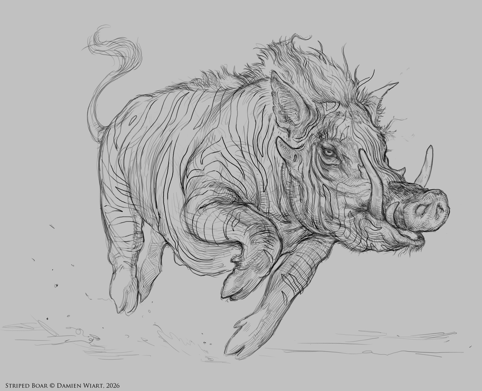 Phacochère Zébré - Creature Design par damien_wiart