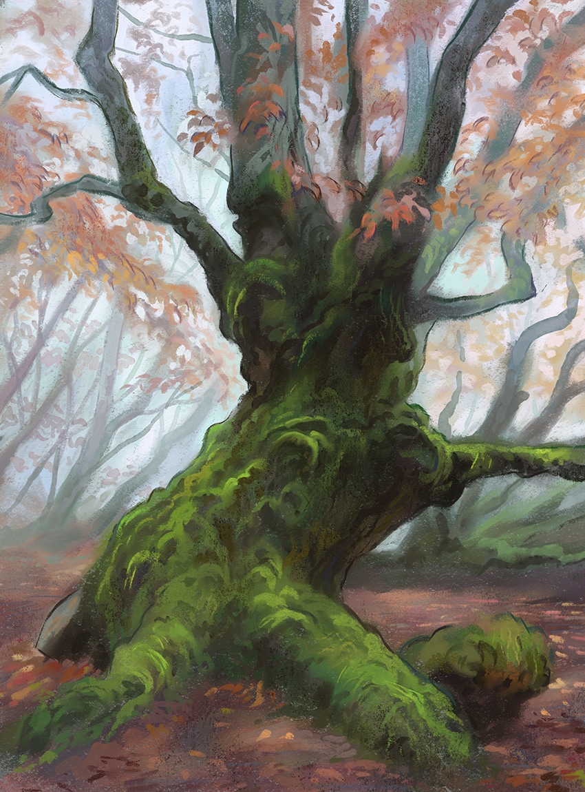 Etudes d'arbres 2 par Alex
