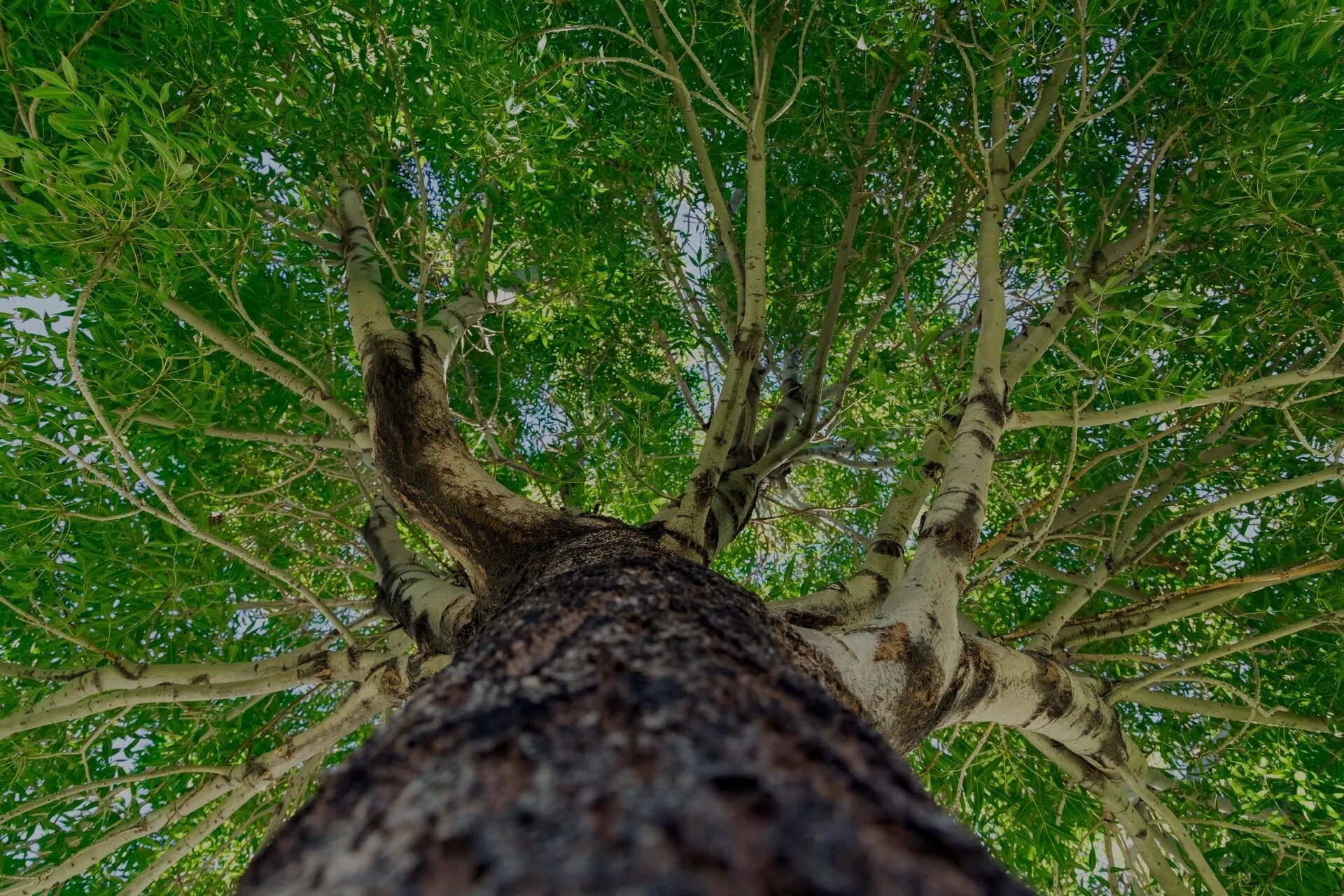 Tree Trimming Philadelphia par PinecrestTreeServices